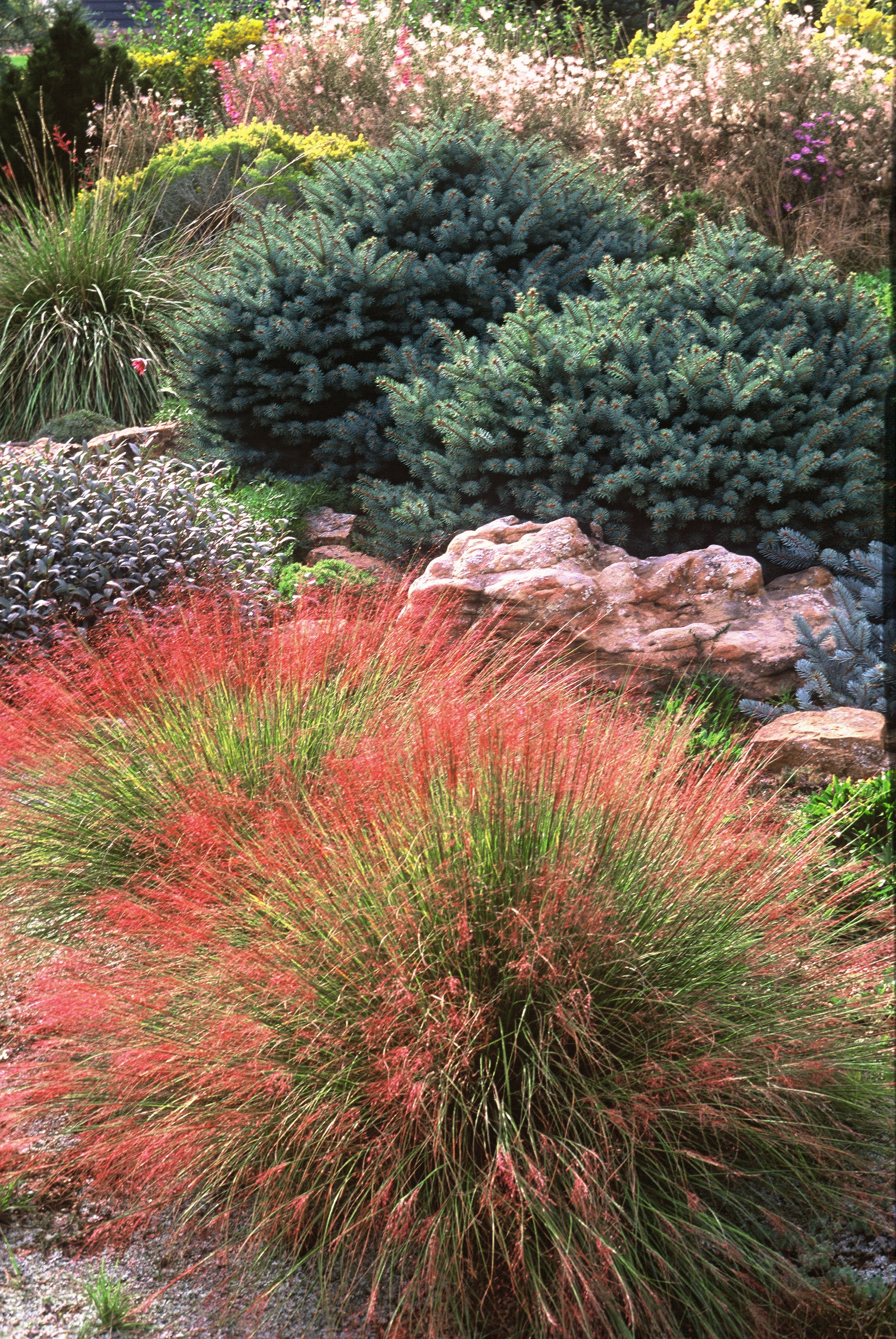 Undaunted® Ruby Muhly Grass 4 Undaunted® Ruby Muhly Grass