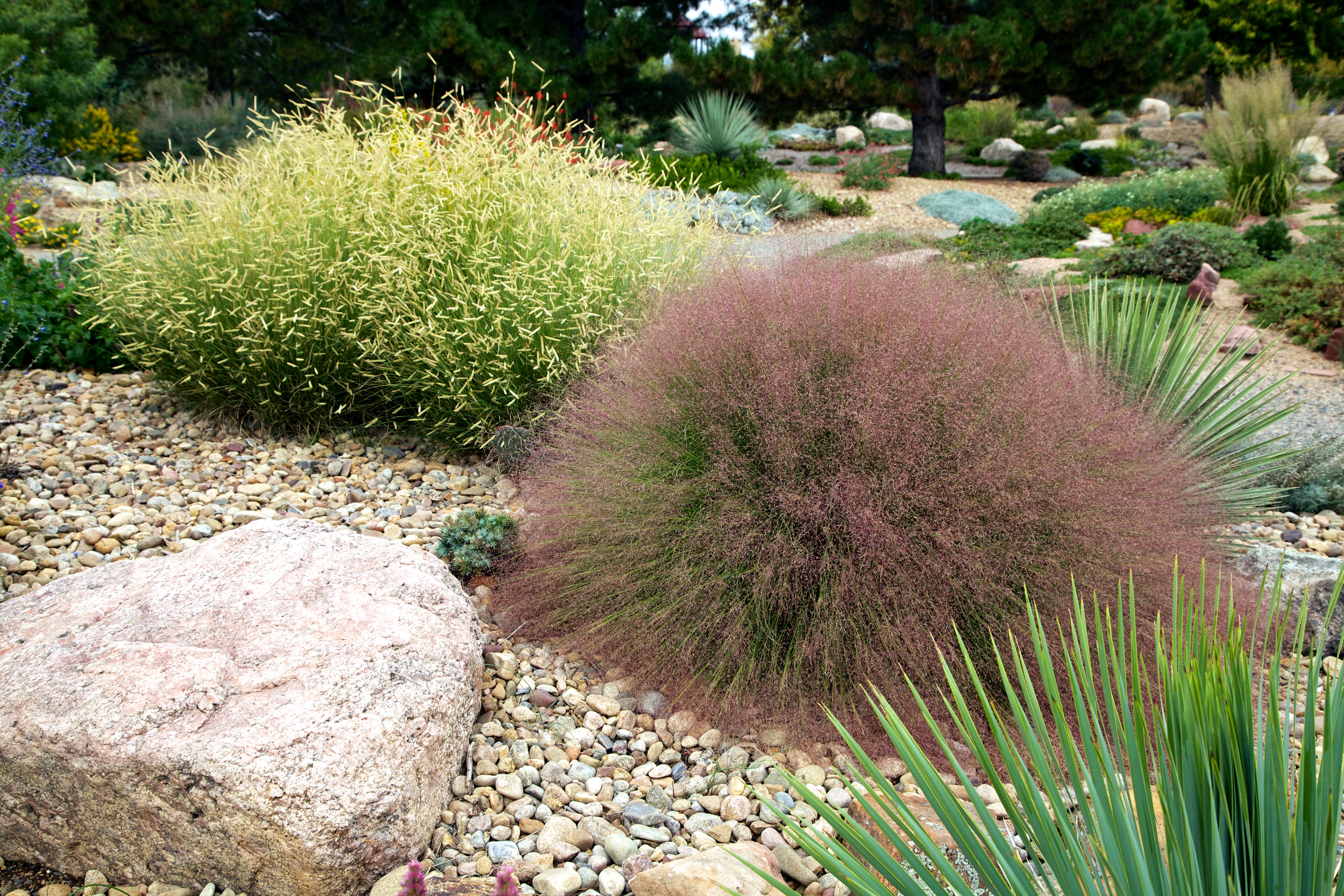 Undaunted® Ruby Muhly Grass 2 Undaunted® Ruby Muhly Grass