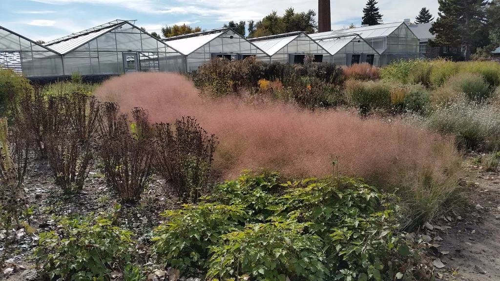 Undaunted® Ruby Muhly Grass 3 Undaunted® Ruby Muhly Grass