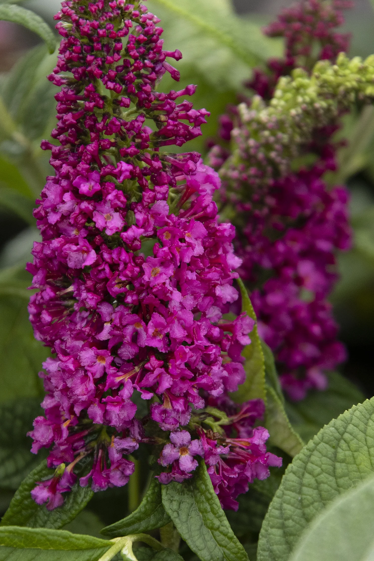 Summer Sips™ Sangria Butterfly Bush 3 Summer Sips™ Sangria Butterfly Bush