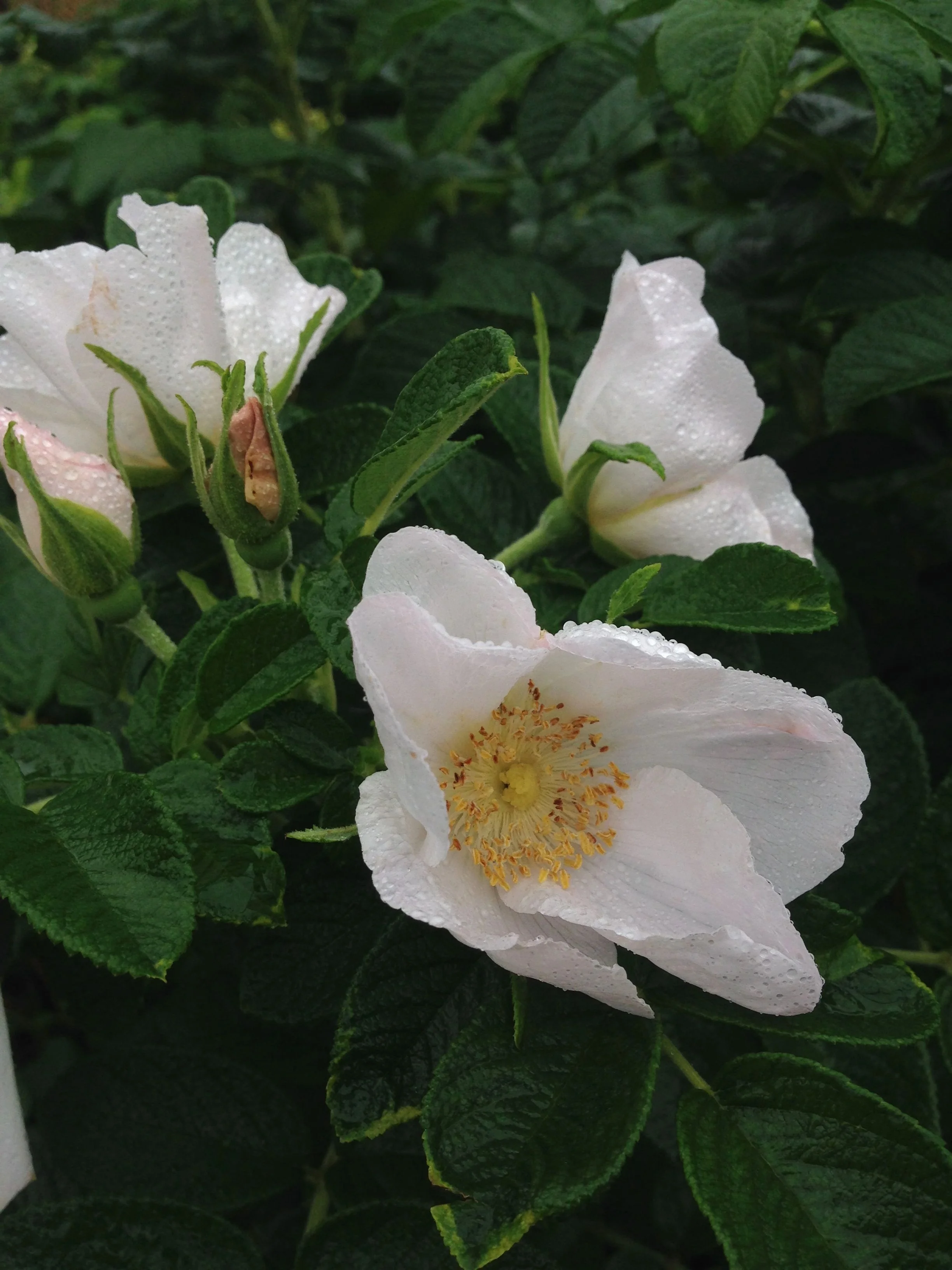 White Rugosa Rose 2 White Rugosa Rose