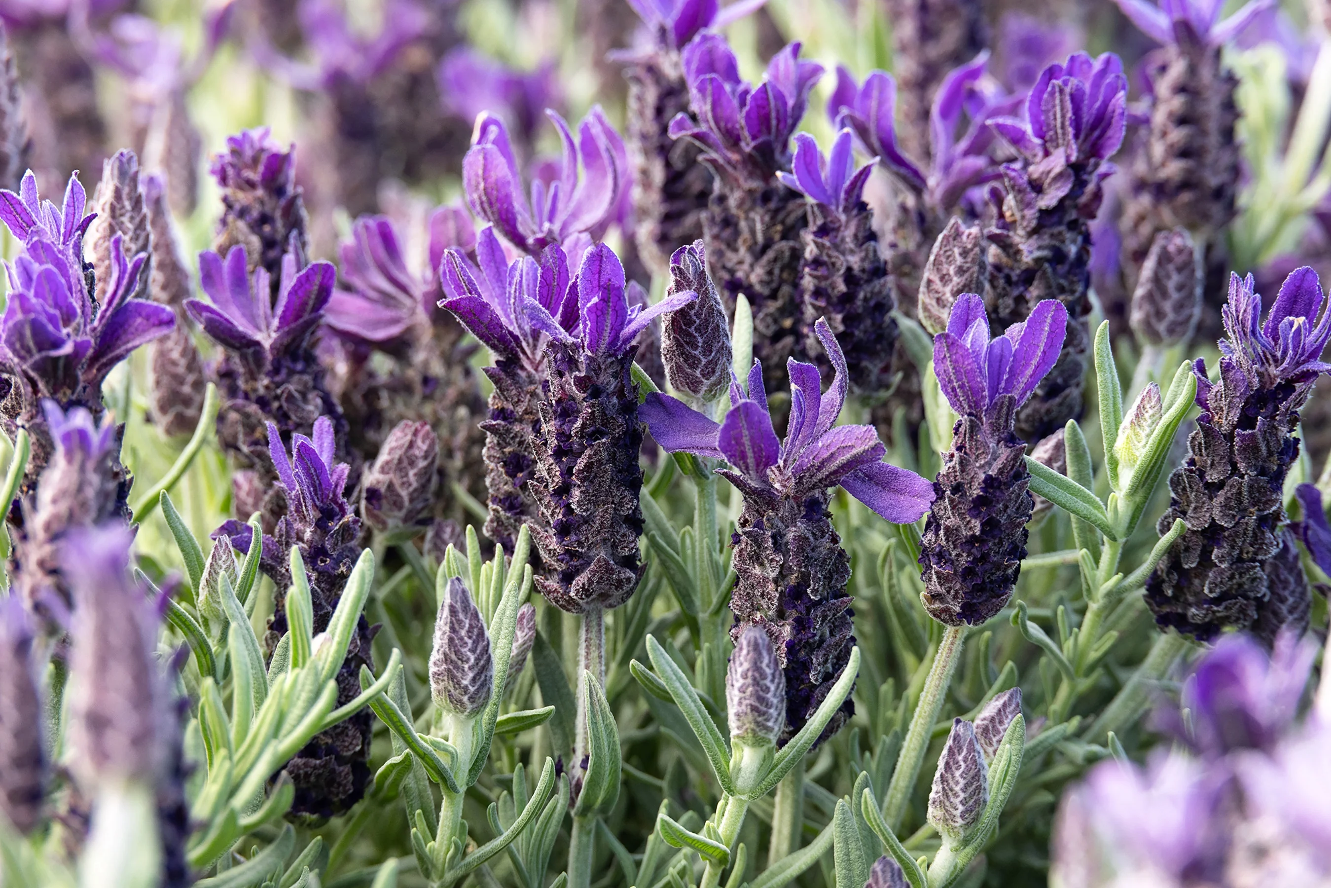 Anouk Purple Flare Spanish Lavender