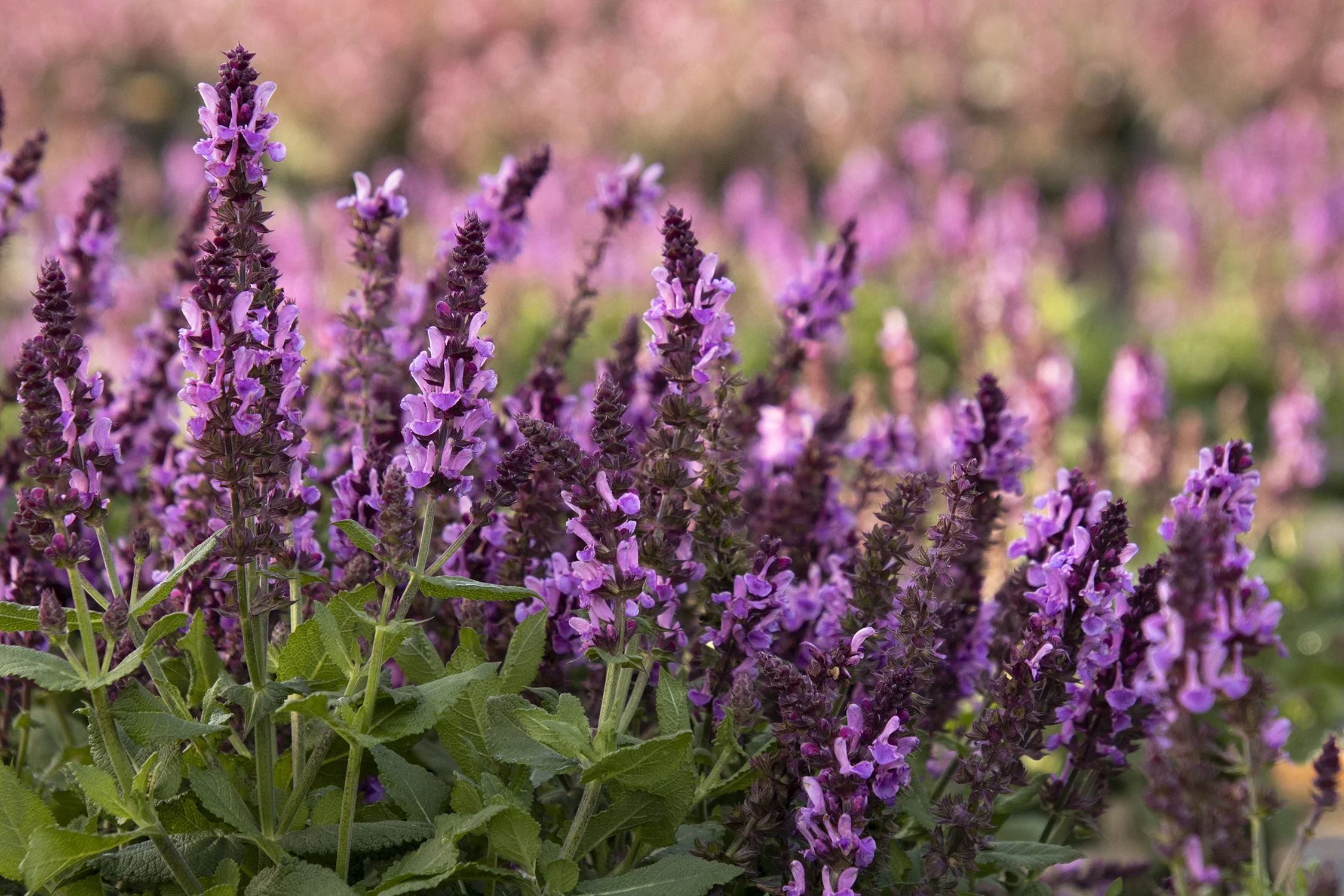 Rose Marvel Salvia 11 Rose Marvel Salvia