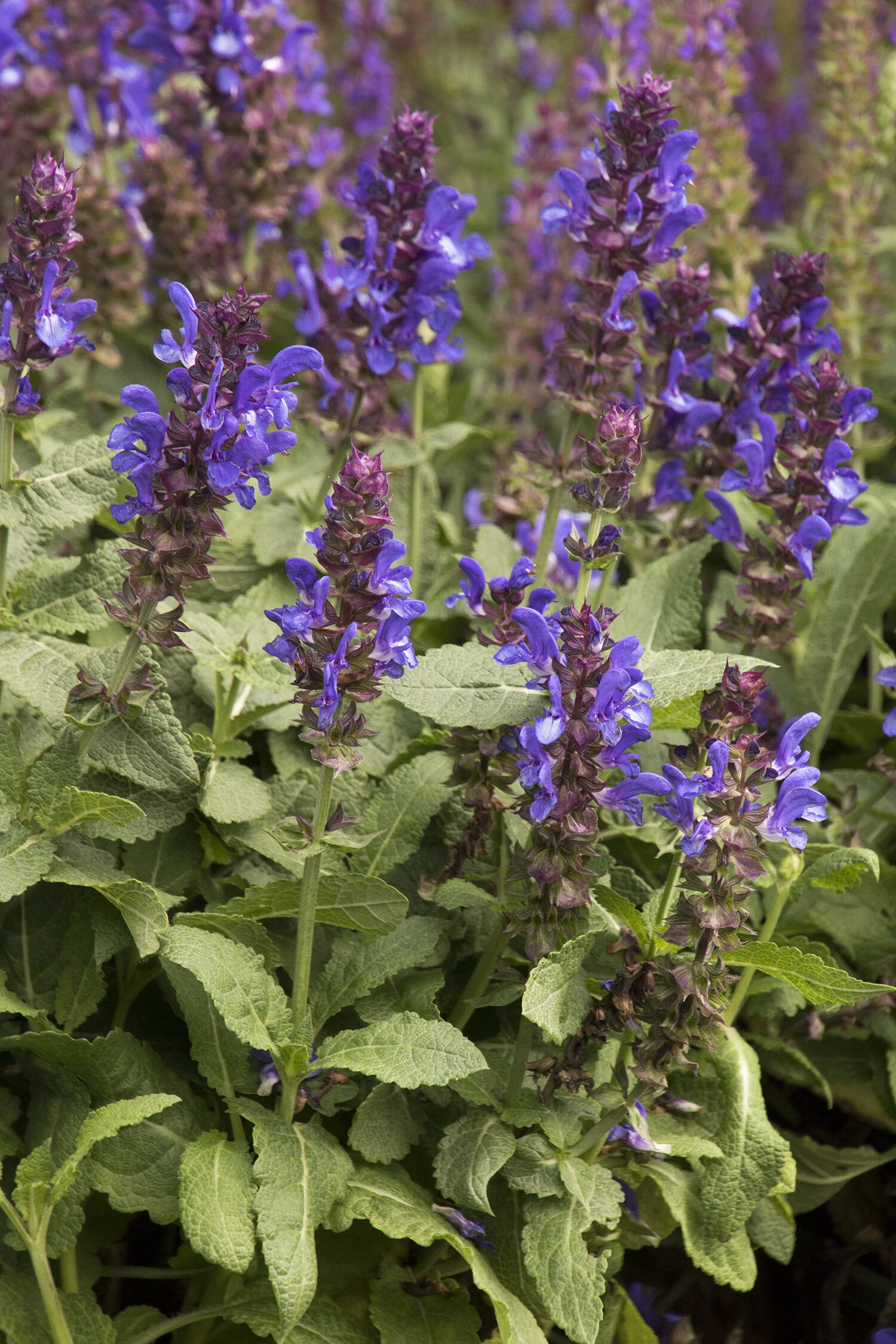 Blue Marvel Salvia 9 Blue Marvel Salvia