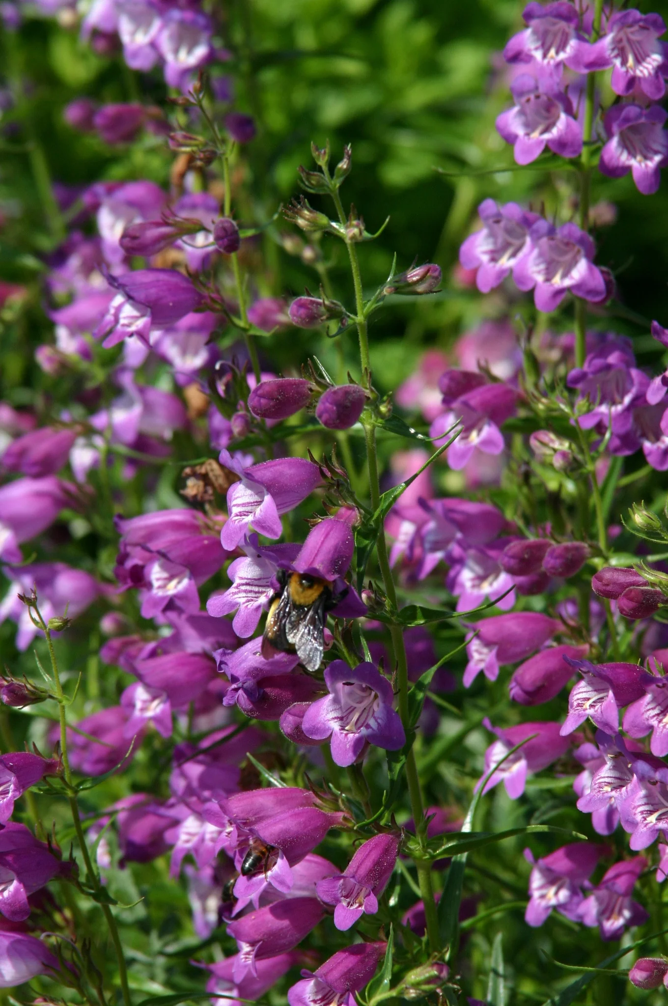 Pikes Peak Purple® Penstemon 1 Pikes Peak Purple® Penstemon