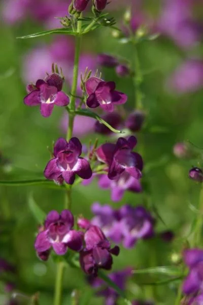 Pikes Peak Purple® Penstemon 2 Pikes Peak Purple® Penstemon
