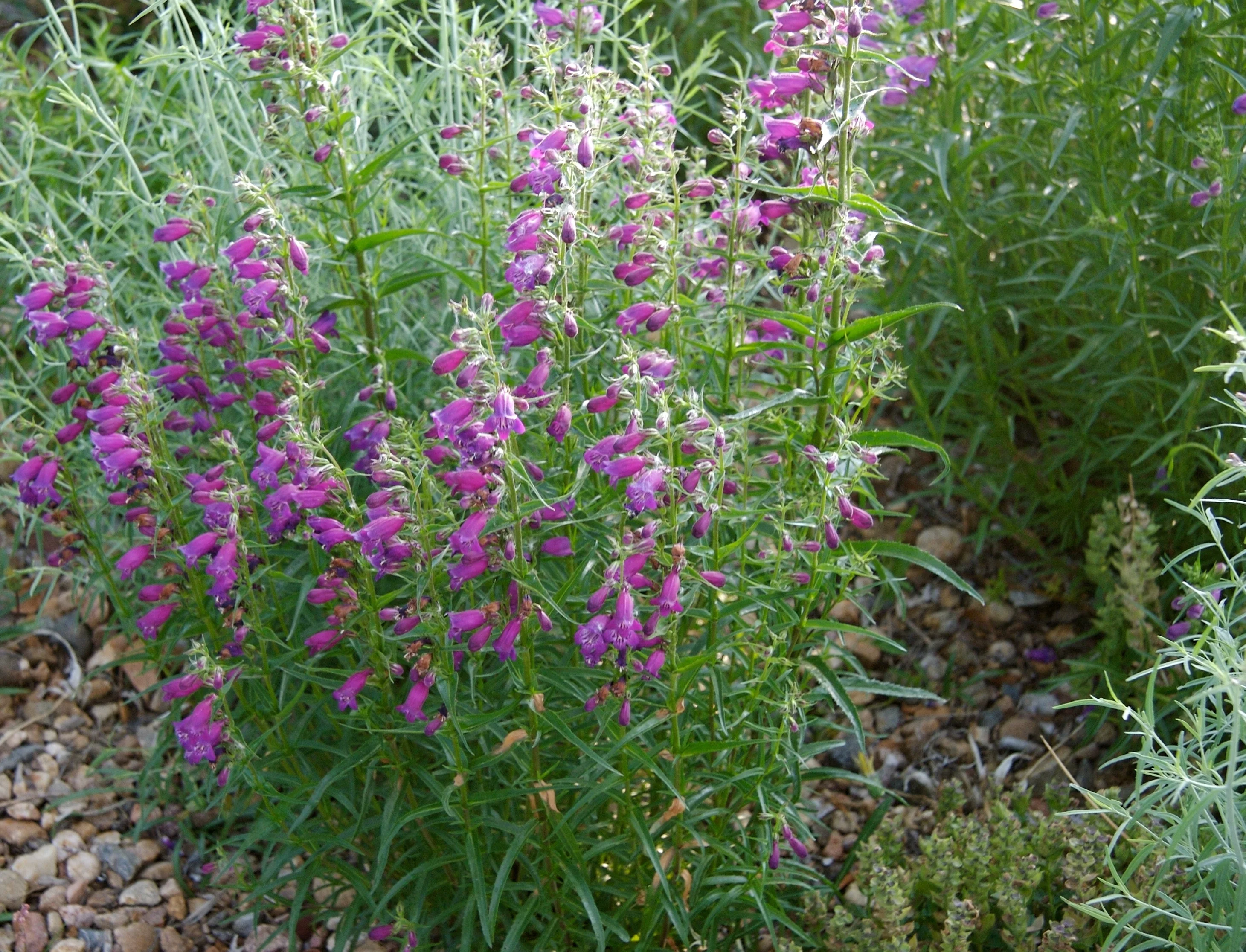 Pikes Peak Purple® Penstemon 3 Pikes Peak Purple® Penstemon