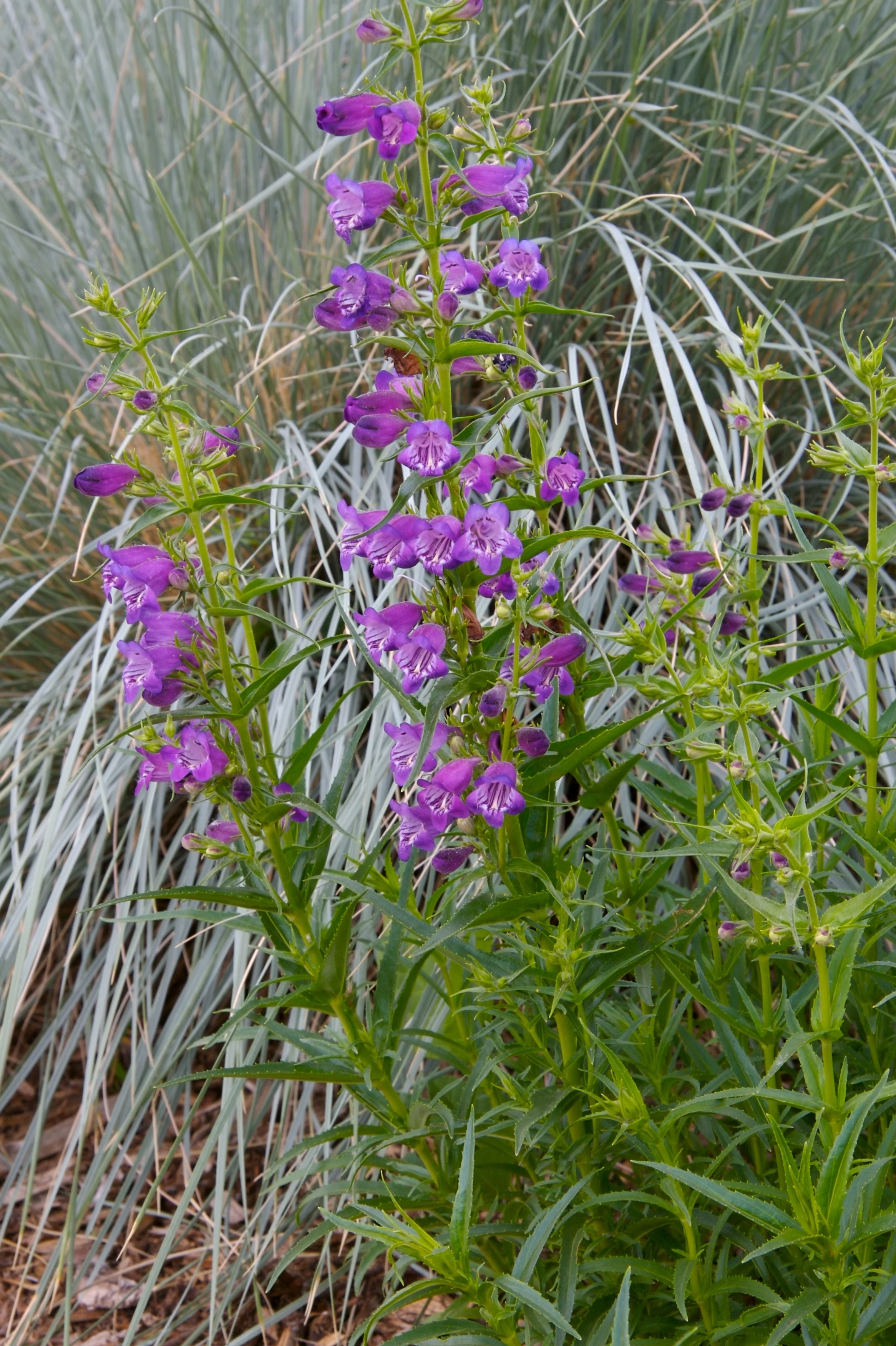 Pikes Peak Purple® Penstemon 4 Pikes Peak Purple® Penstemon