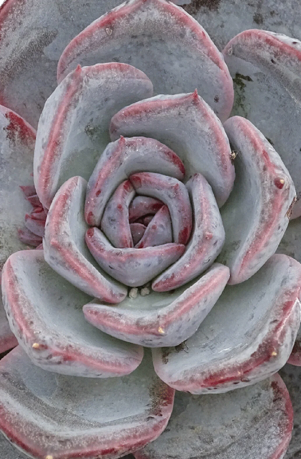 Epic™ Poetic Echeveria 6 Epic™ Poetic Echeveria
