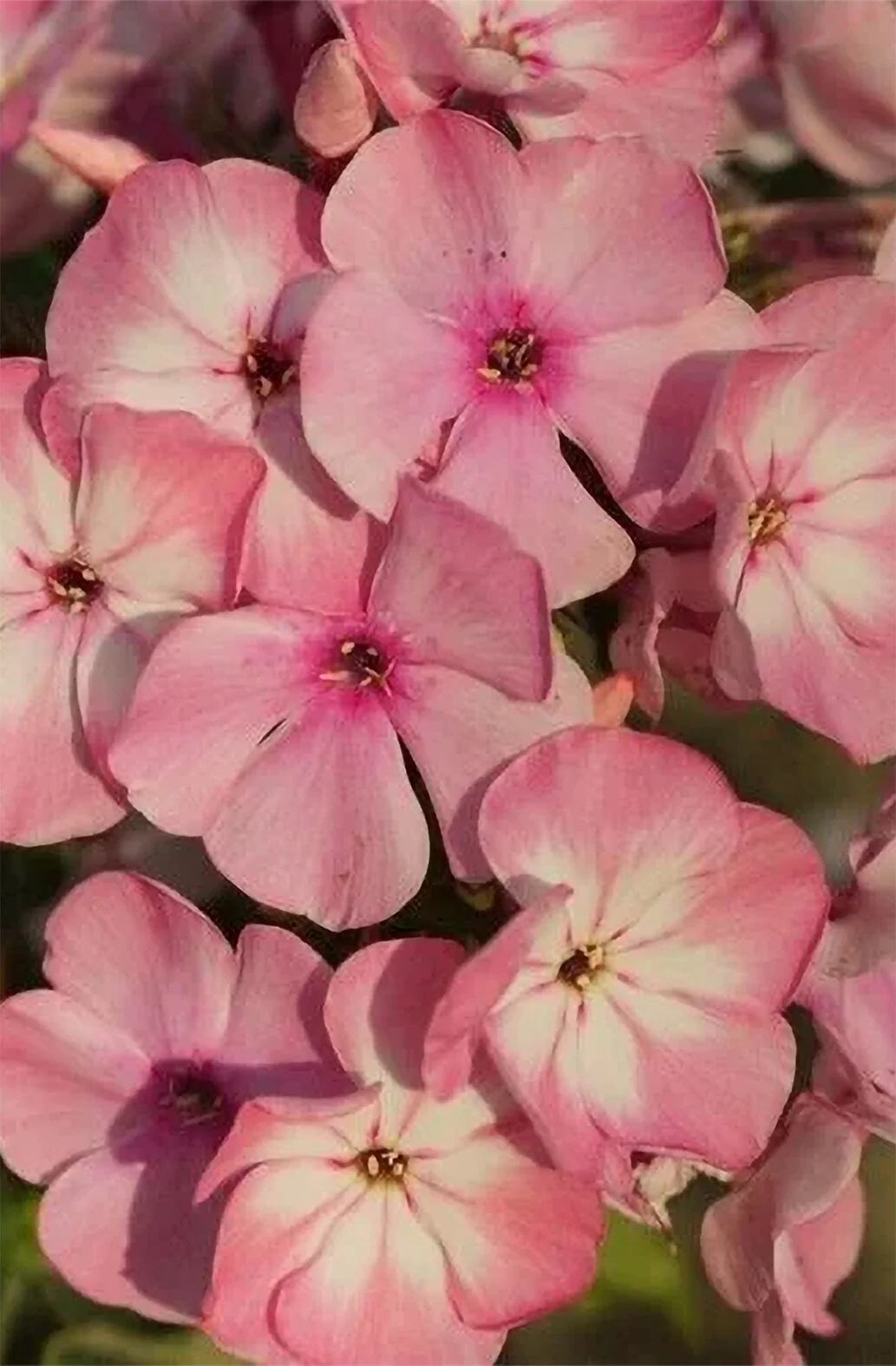 Famous™ Pink Garden Phlox 8 Famous™ Pink Garden Phlox