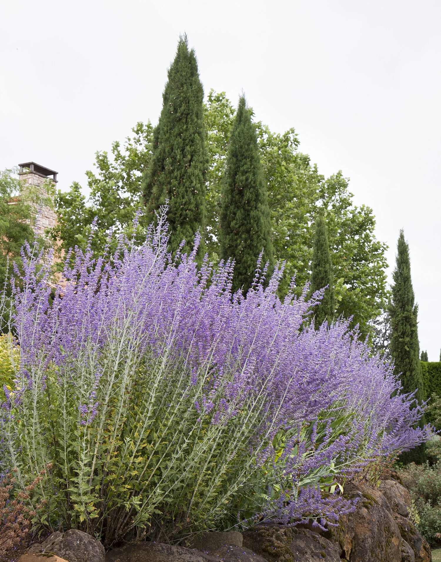 Russian Sage 1 Russian Sage