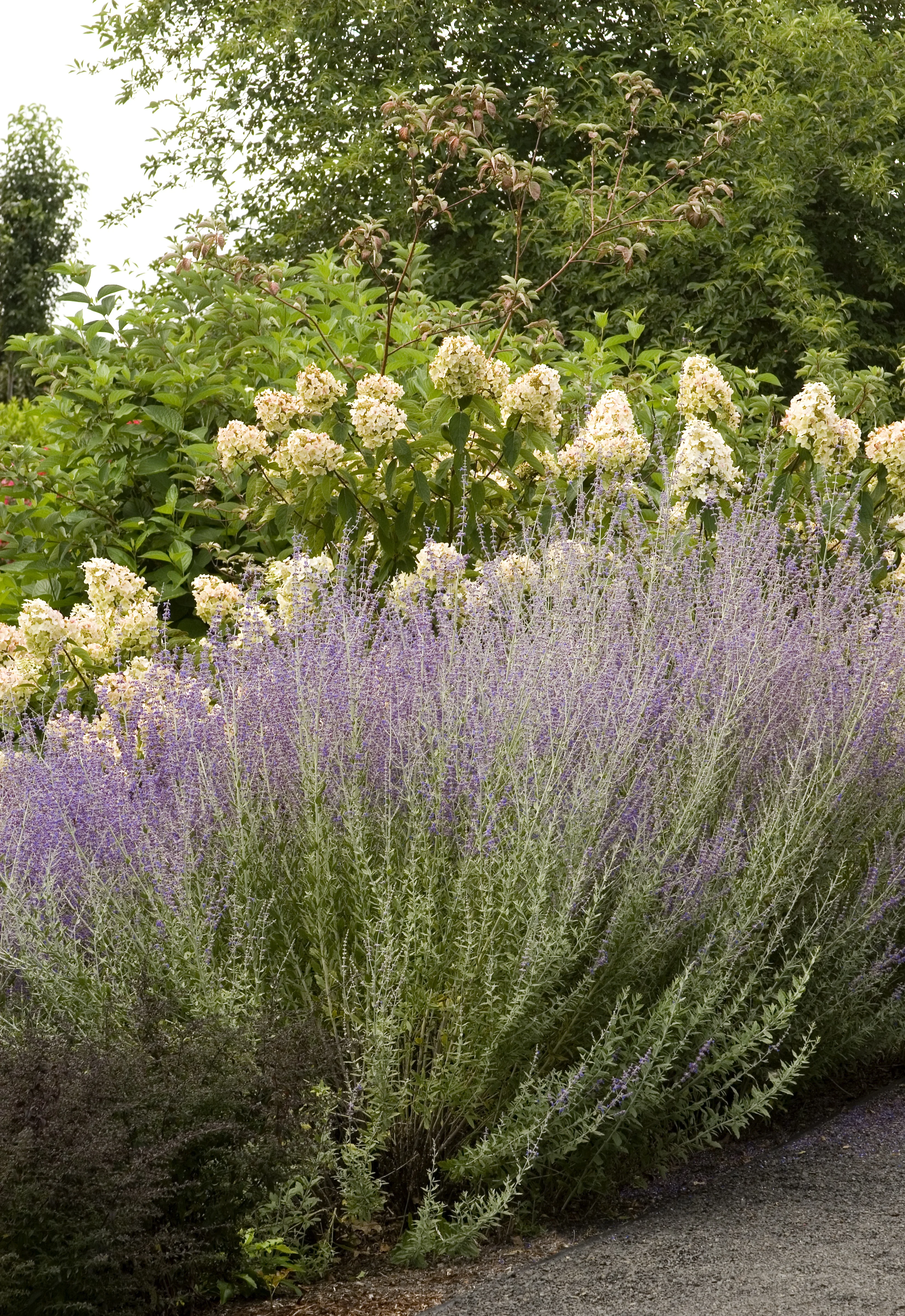 Russian Sage 2 Russian Sage