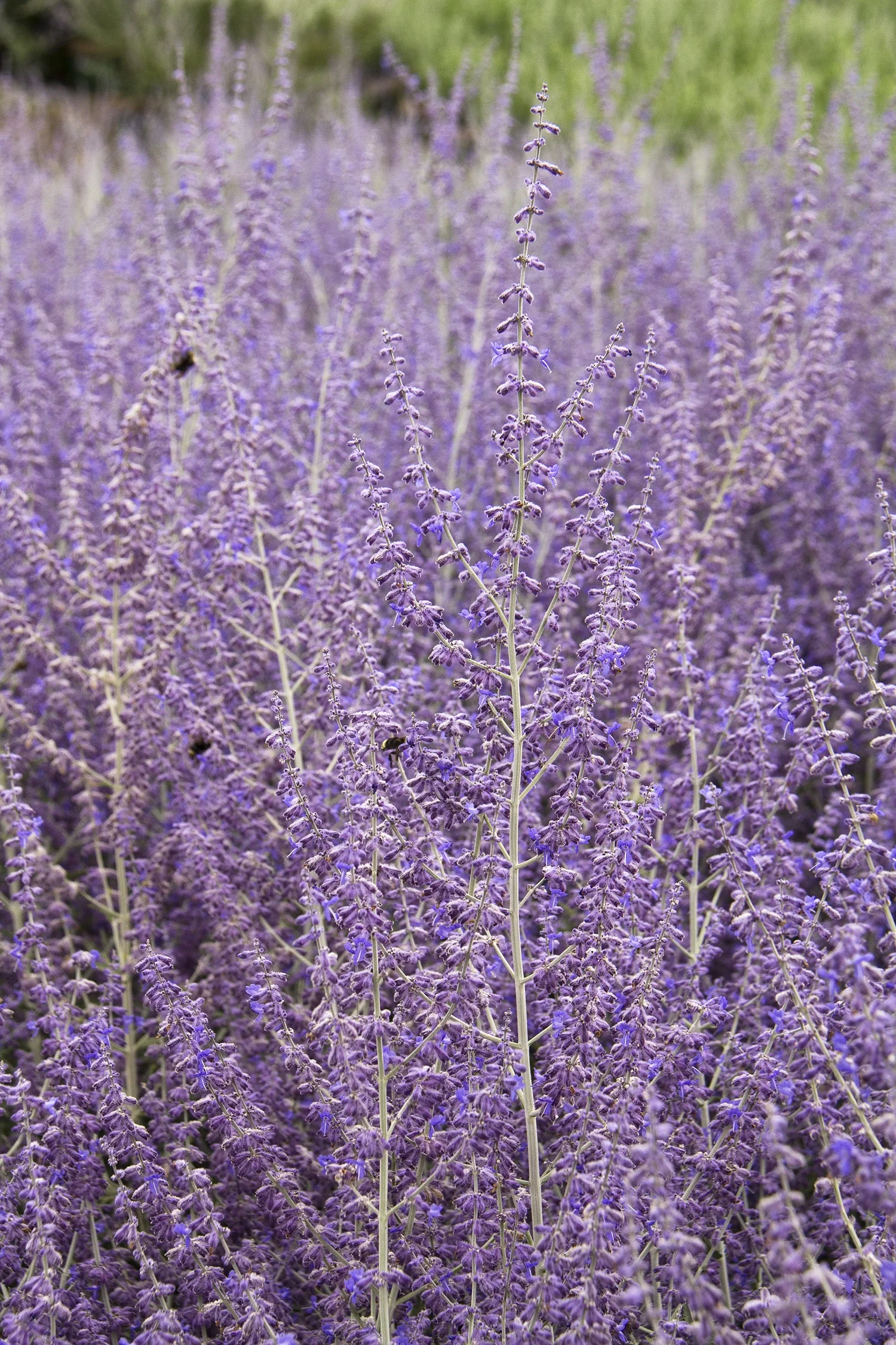 Russian Sage 3 Russian Sage