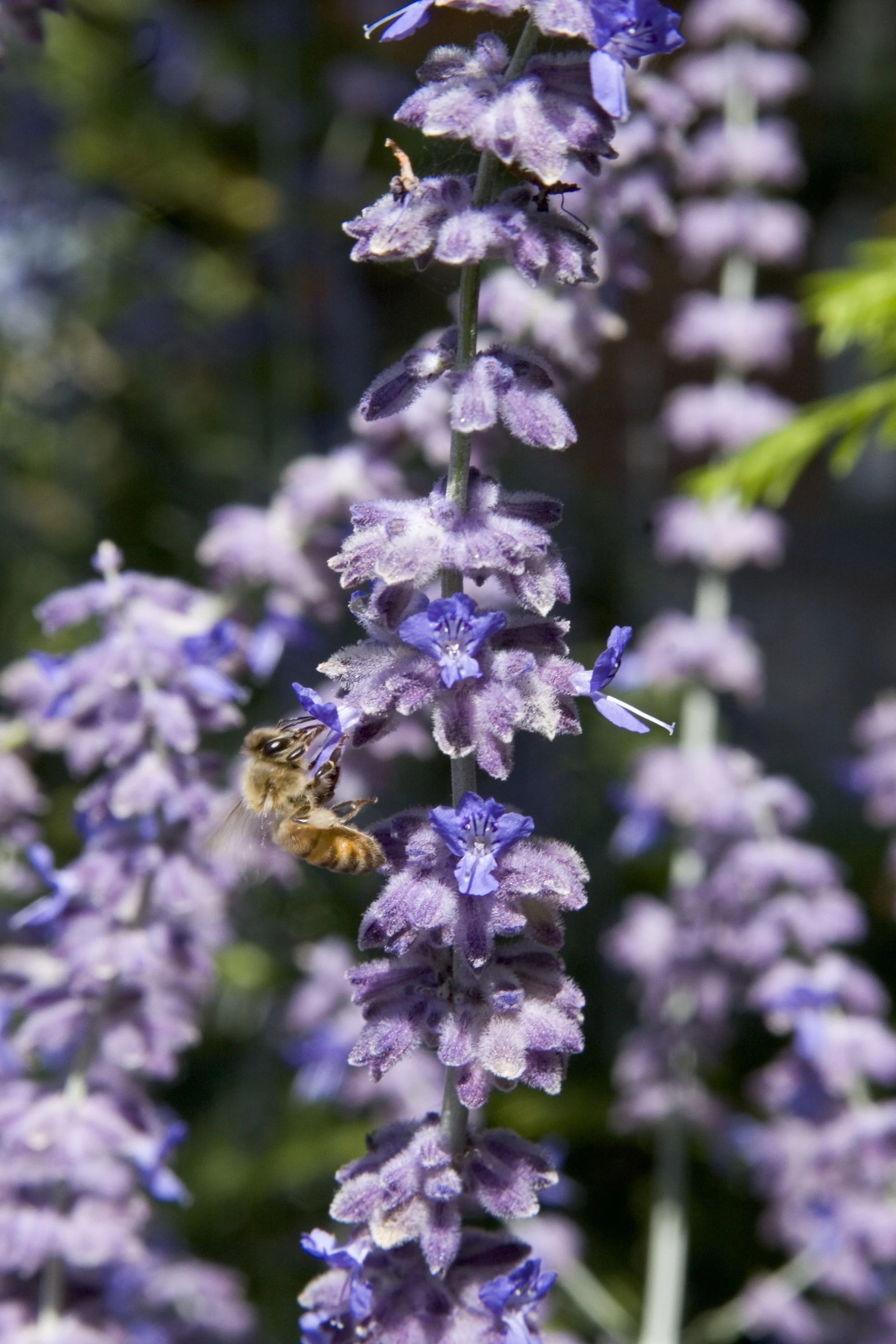 Russian Sage 4 Russian Sage