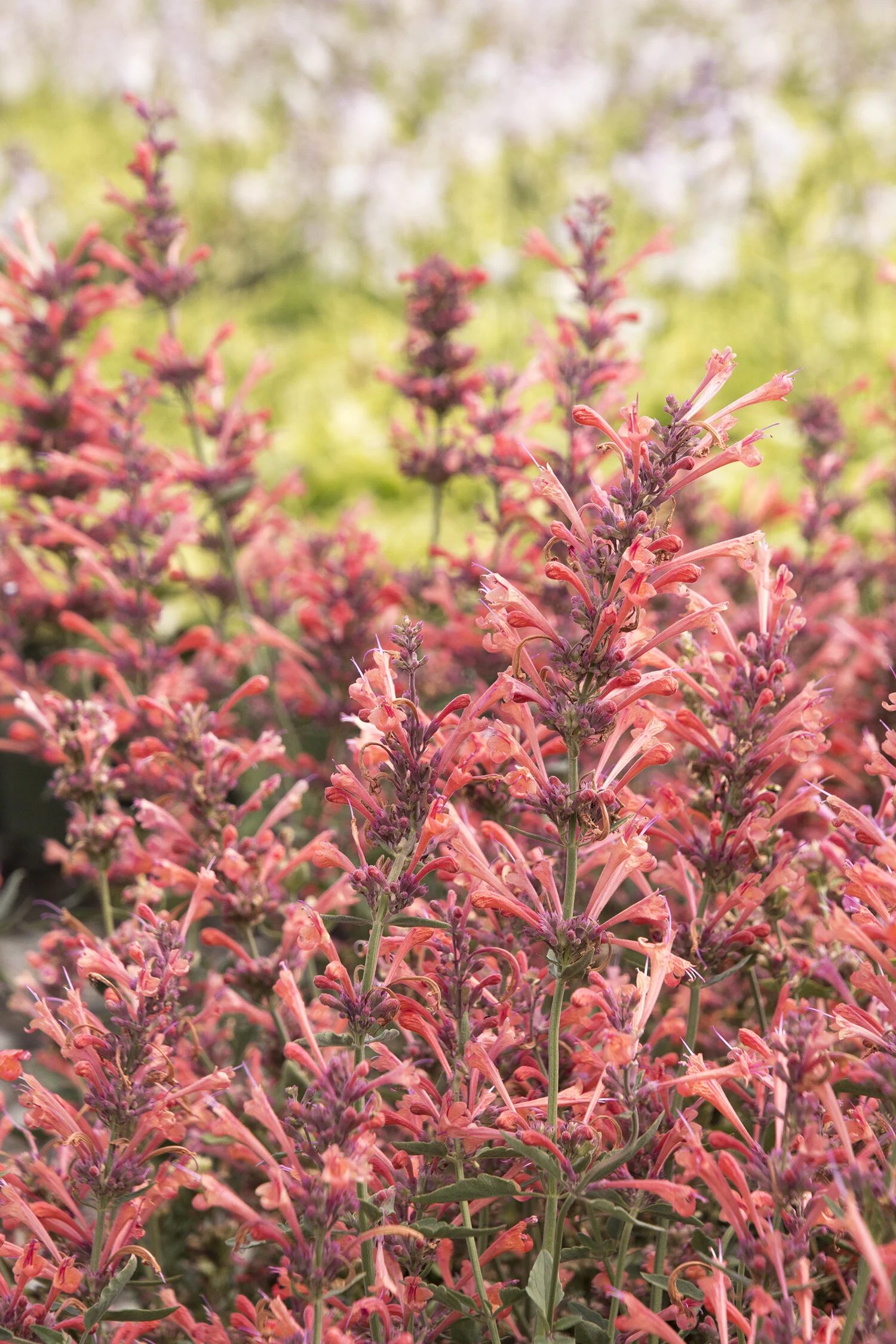 Kudos Coral Dwarf Agastache 10 Kudos Coral Dwarf Agastache