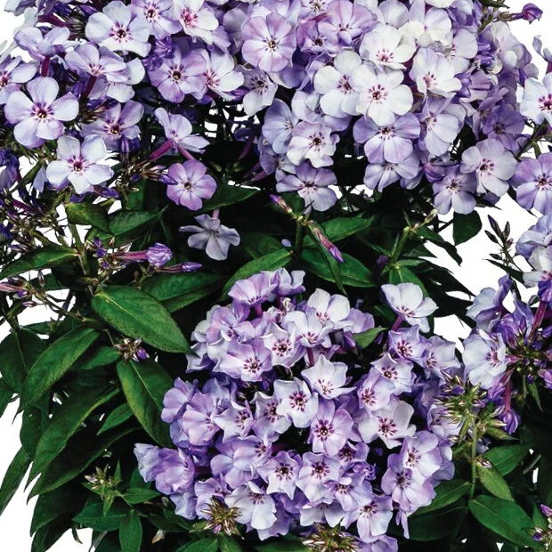 Flame® Blue Ice Garden Phlox 1 Flame® Blue Ice Garden Phlox