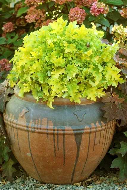 Lime Marmalade Heuchera 5 Lime Marmalade Heuchera