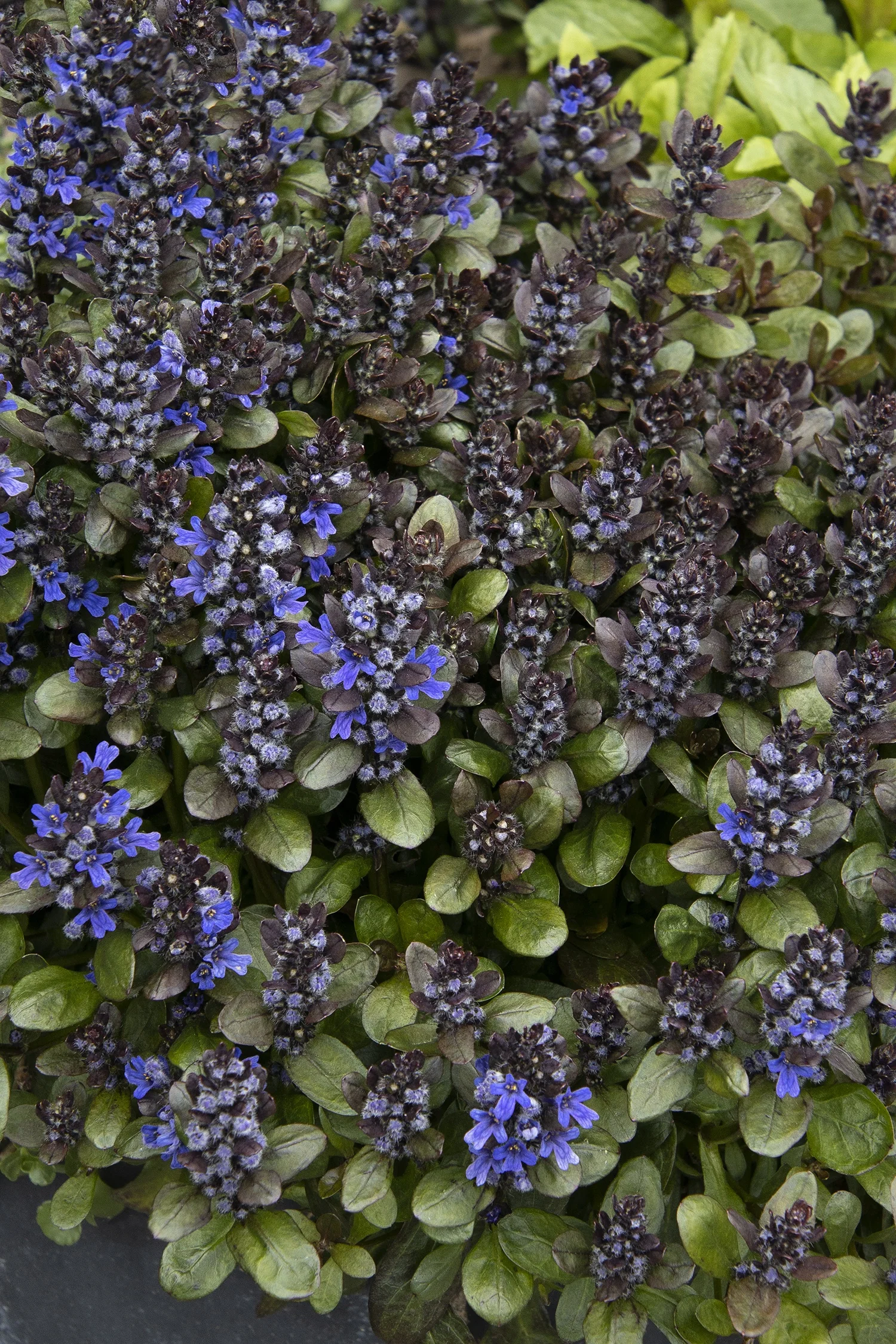 Blueberry Muffin Ajuga