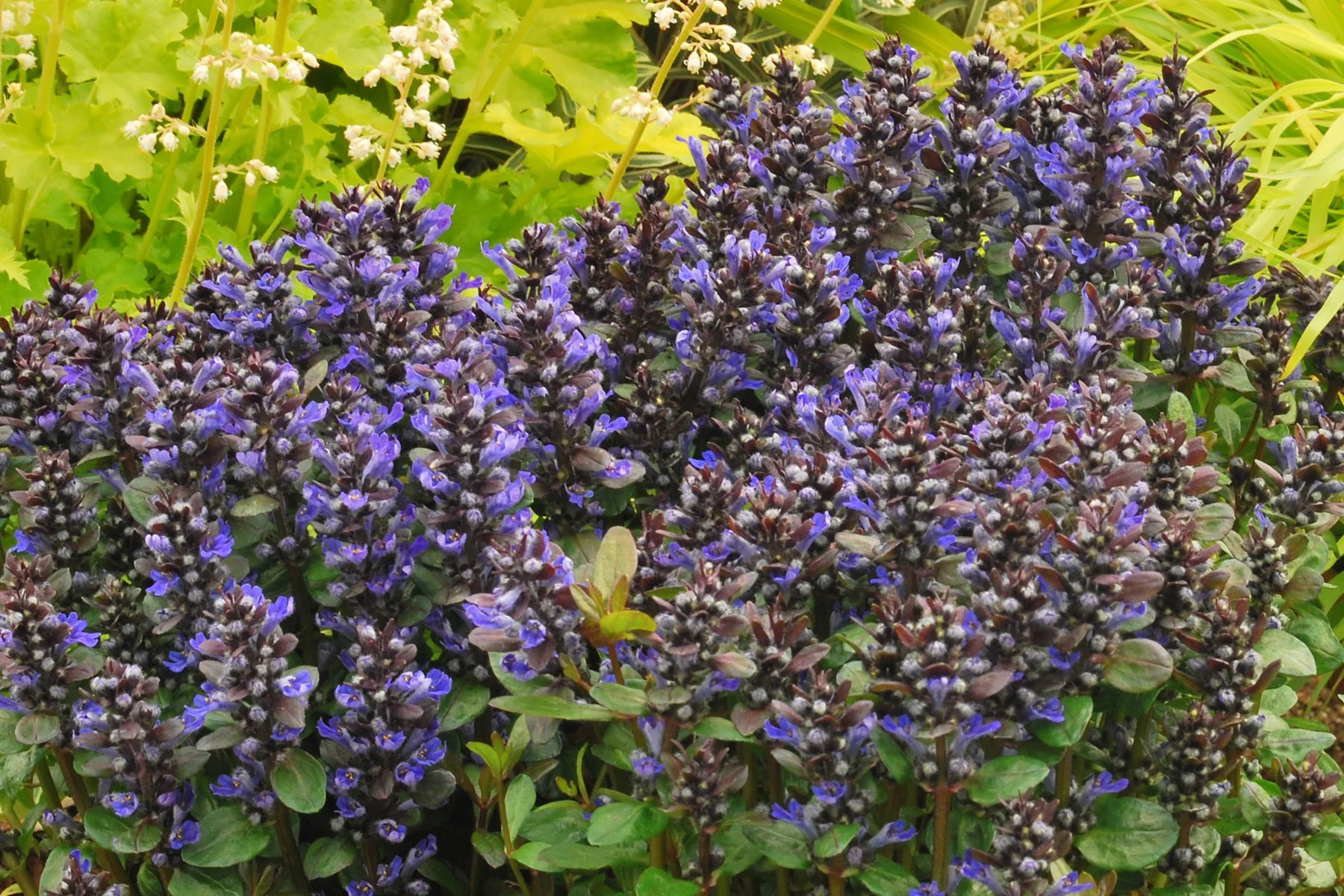 Blueberry Muffin Ajuga 2 Blueberry Muffin Ajuga