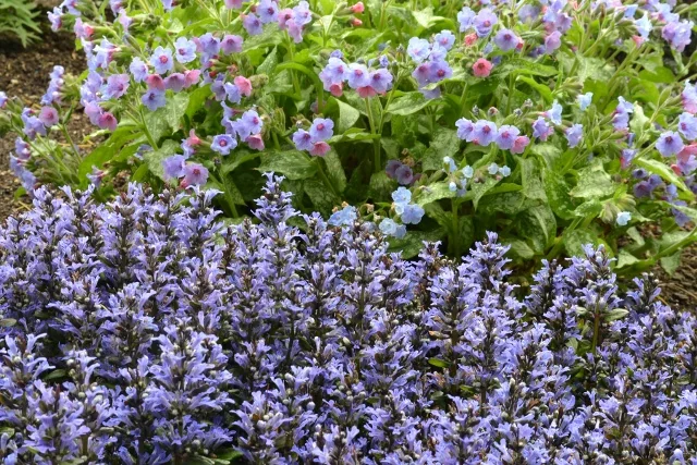 Blueberry Muffin Ajuga 3 Blueberry Muffin Ajuga