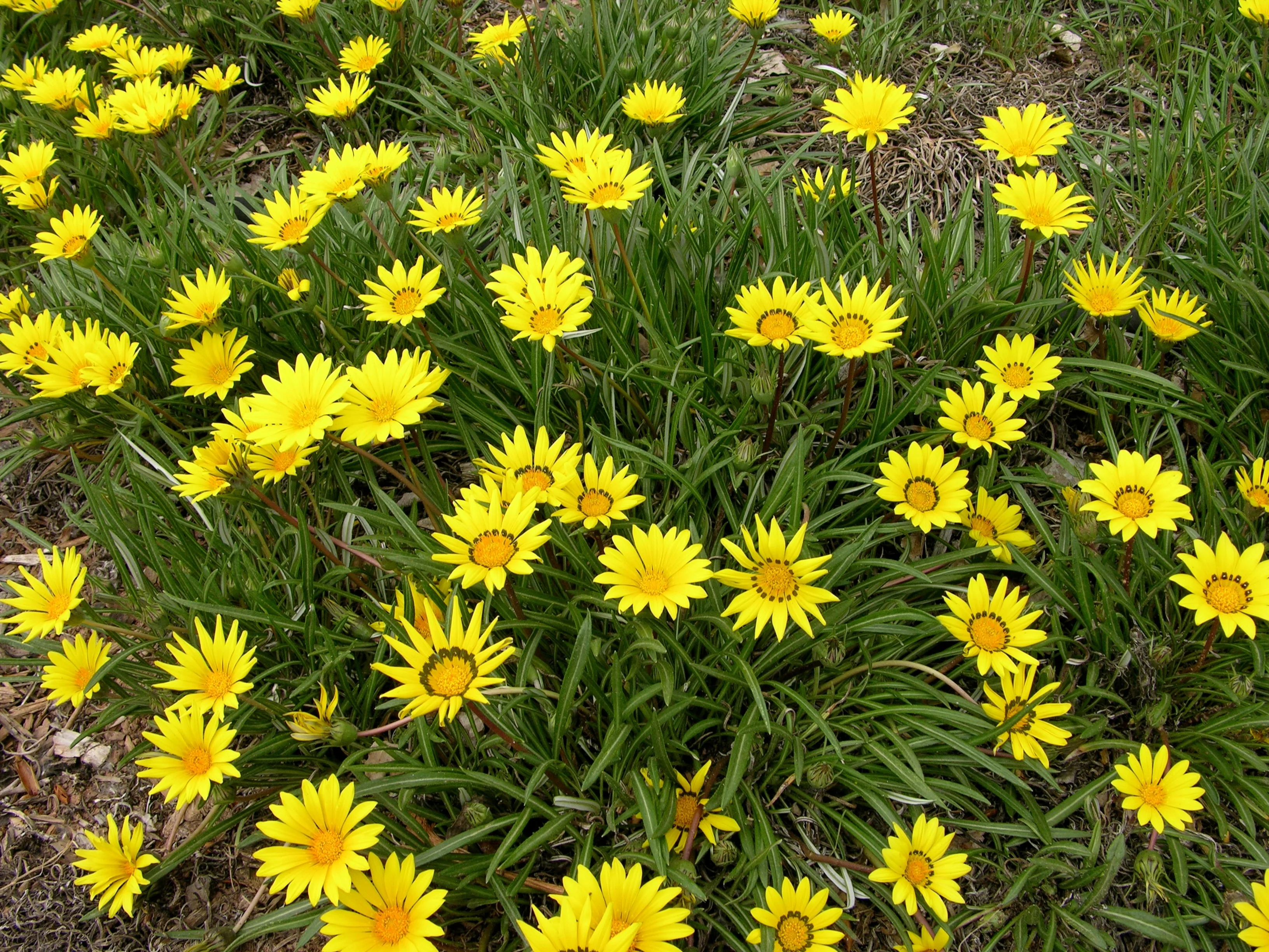 Colorado Gold® Gazania 5 Colorado Gold® Gazania