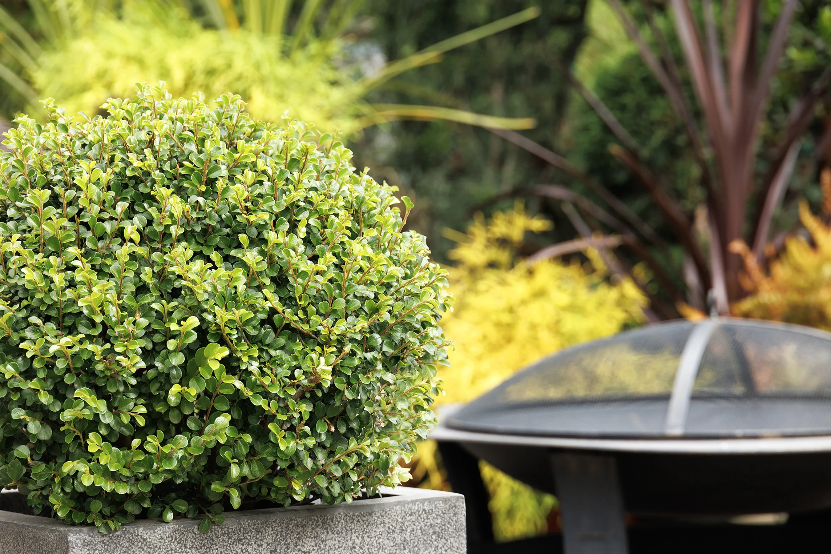 Shear Genius™ Cotoneaster 1 Shear Genius™ Cotoneaster