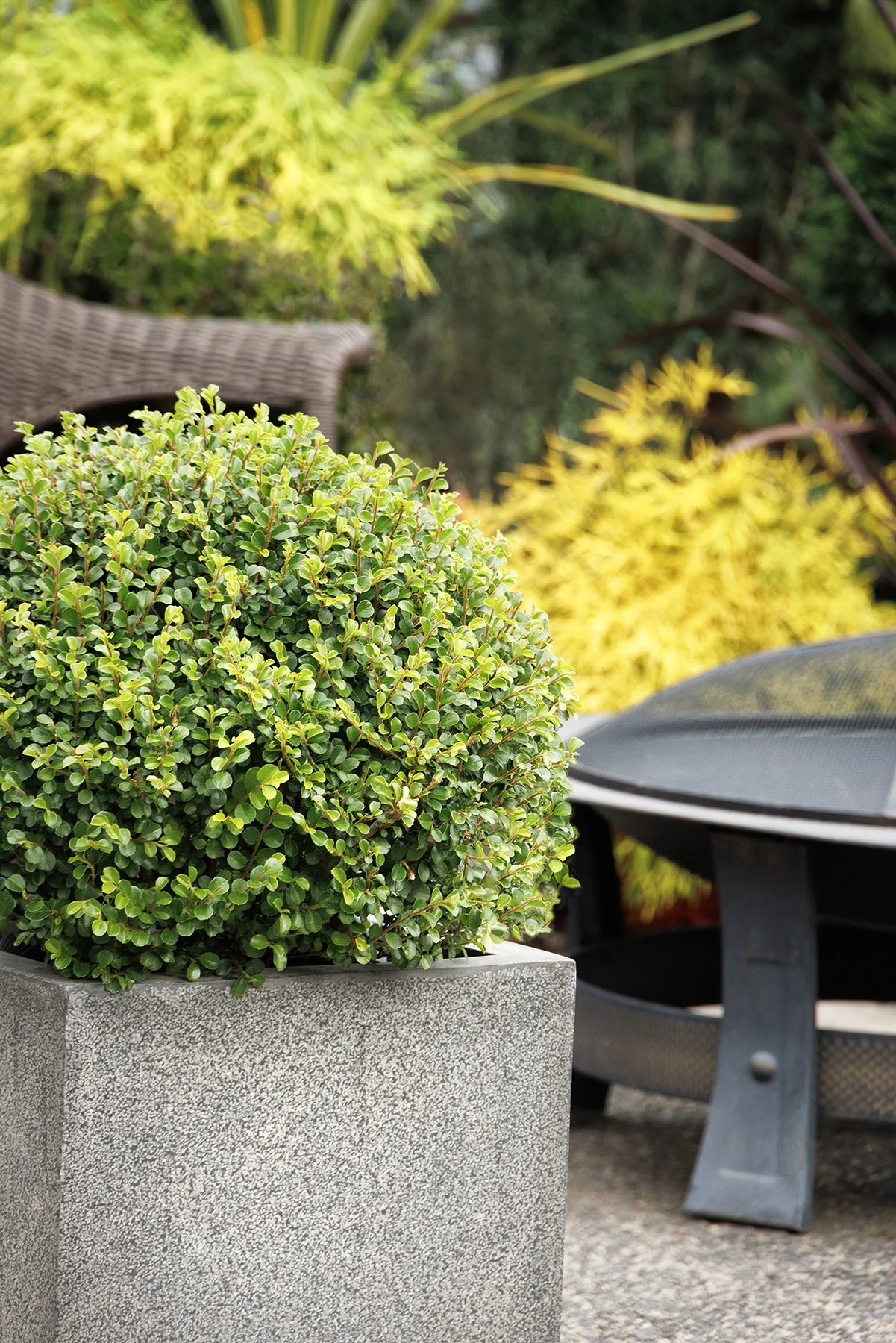 Shear Genius™ Cotoneaster 2 Shear Genius™ Cotoneaster