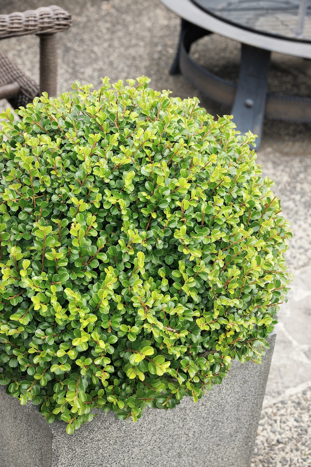 Shear Genius™ Cotoneaster 3 Shear Genius™ Cotoneaster