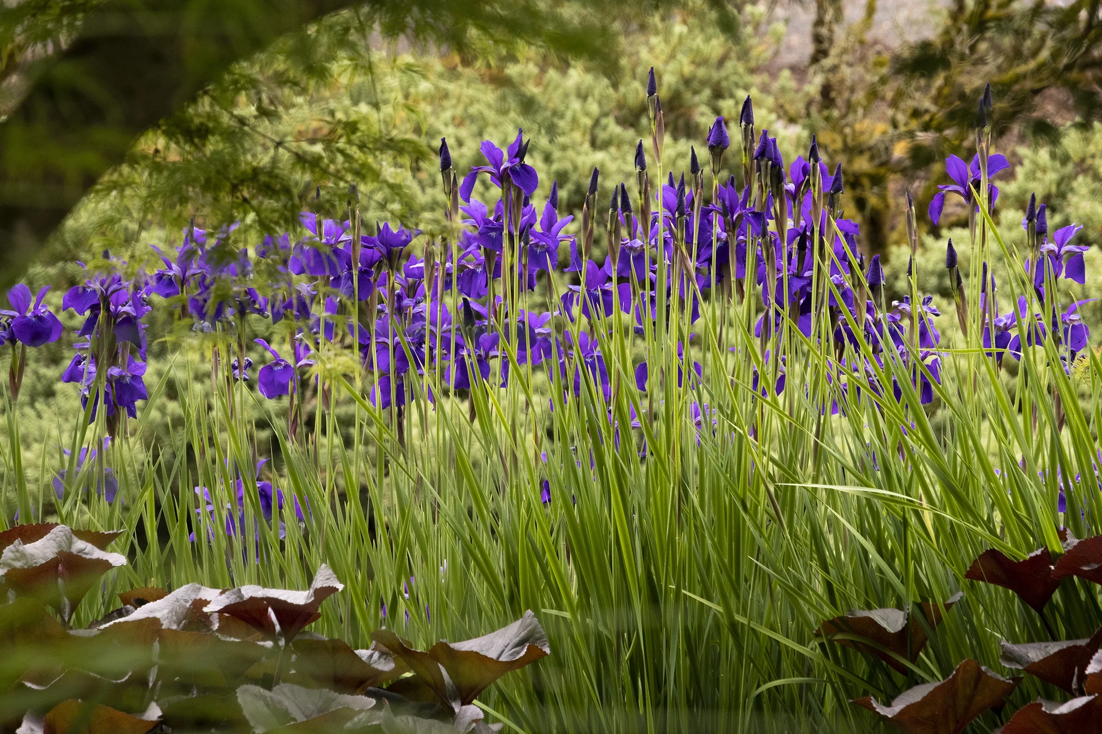 Caesar's Brother Siberian Iris