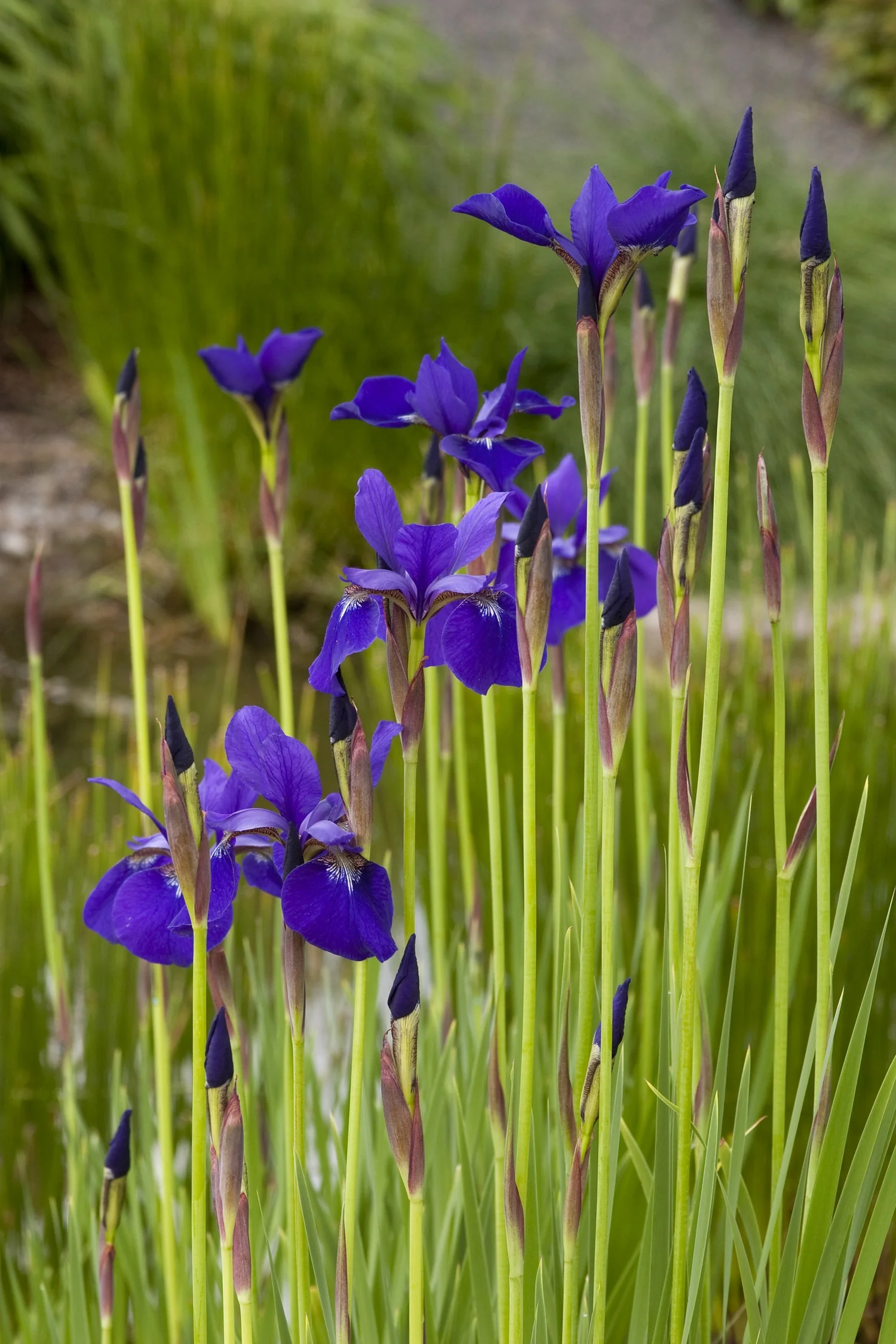 Caesar's Brother Siberian Iris 2 Caesar's Brother Siberian Iris