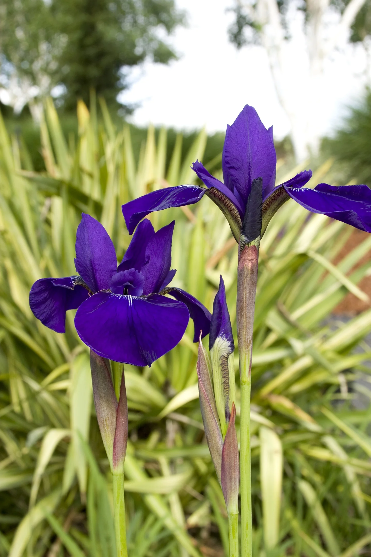 Caesar's Brother Siberian Iris 3 Caesar's Brother Siberian Iris