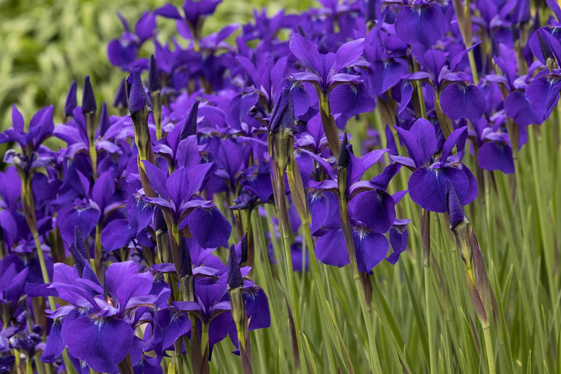 Caesar's Brother Siberian Iris 5 Caesar's Brother Siberian Iris