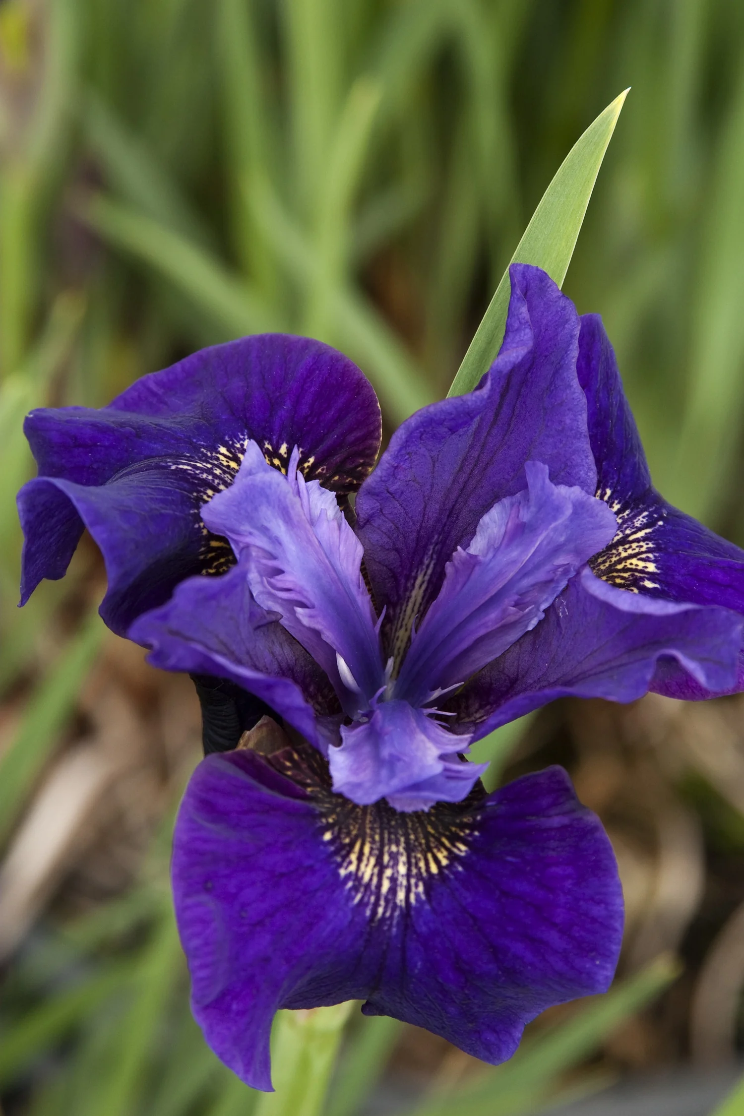Ruffled Velvet Siberian Iris