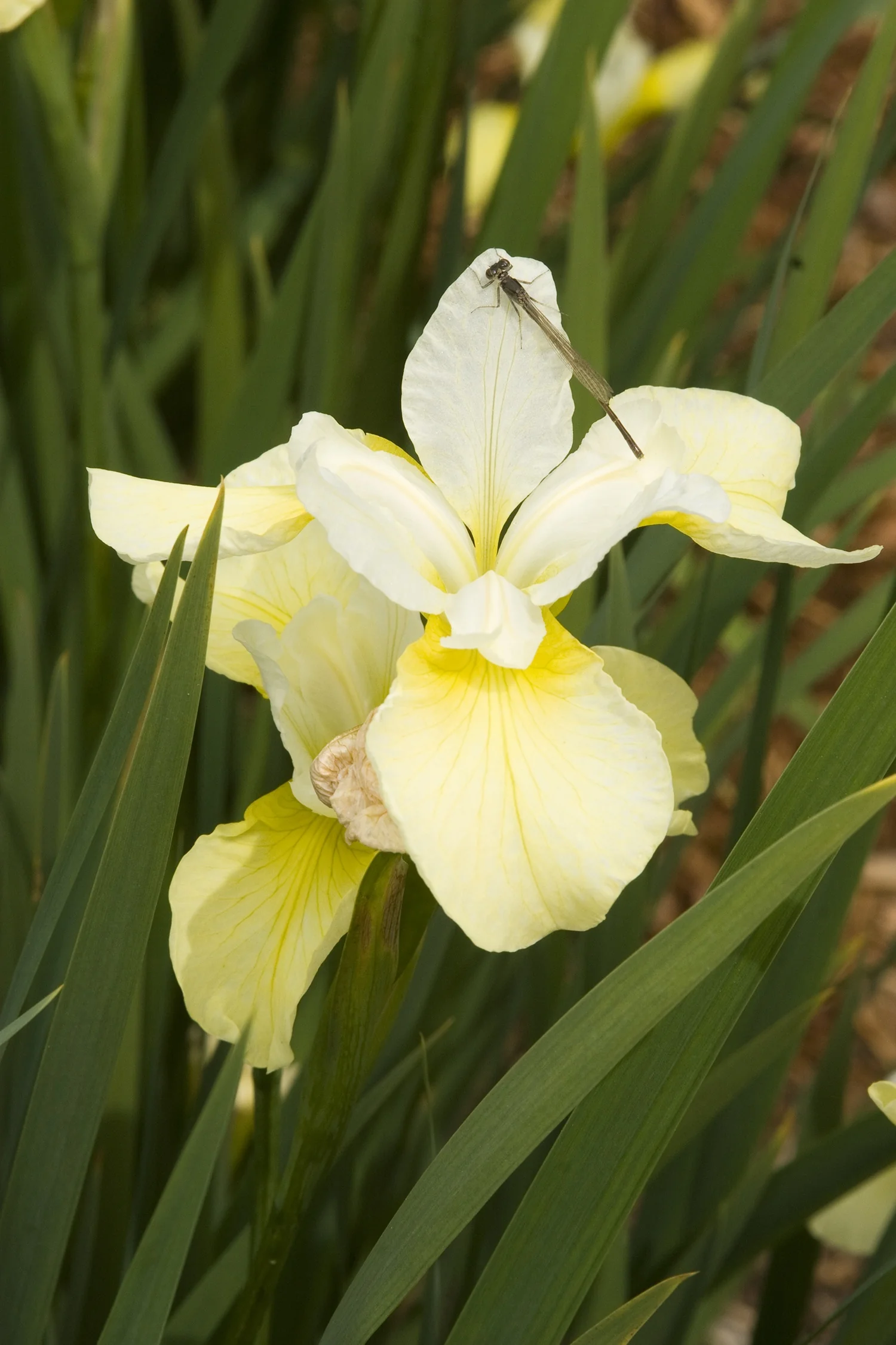 Butter & Sugar Siberian Iris
