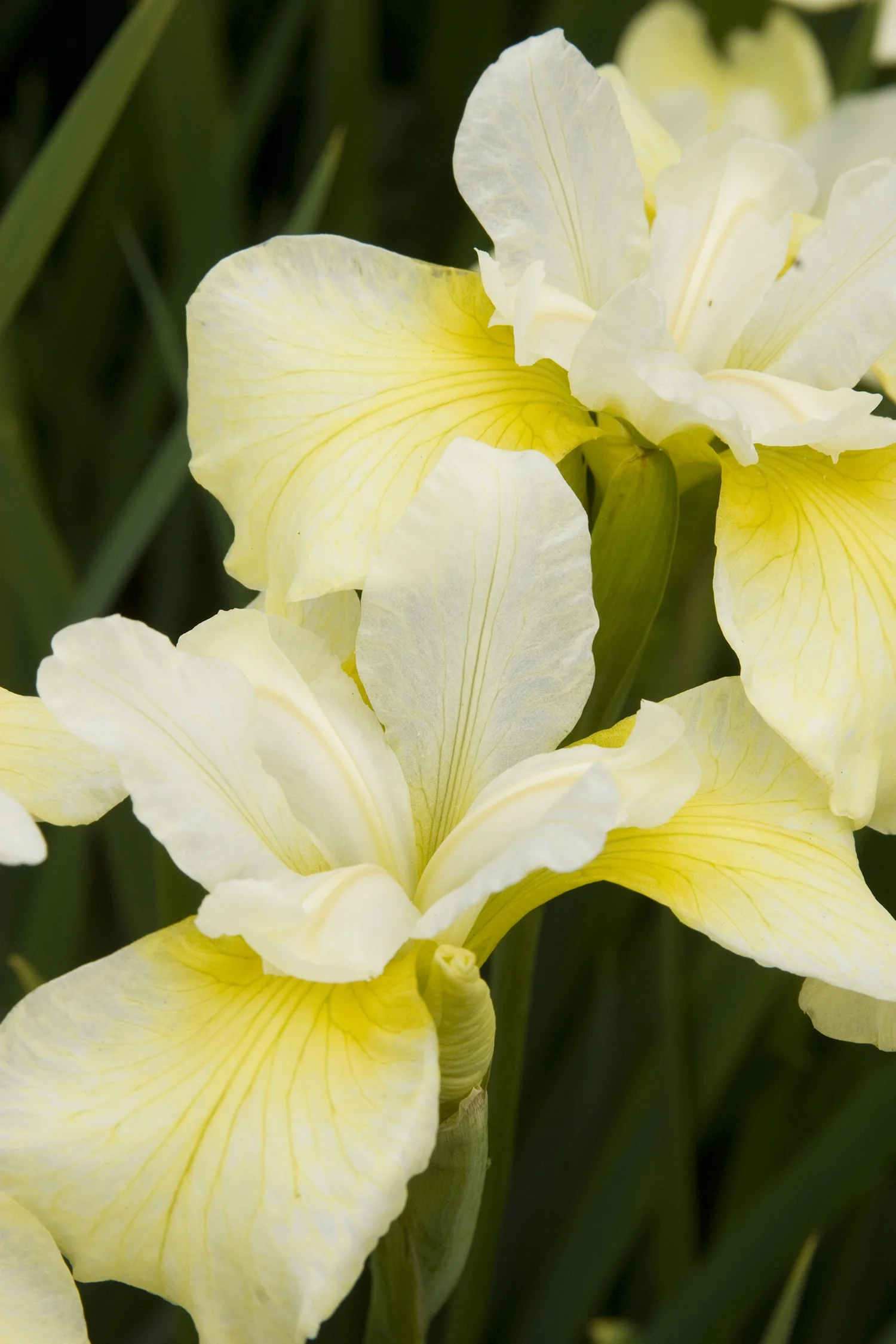 Butter & Sugar Siberian Iris