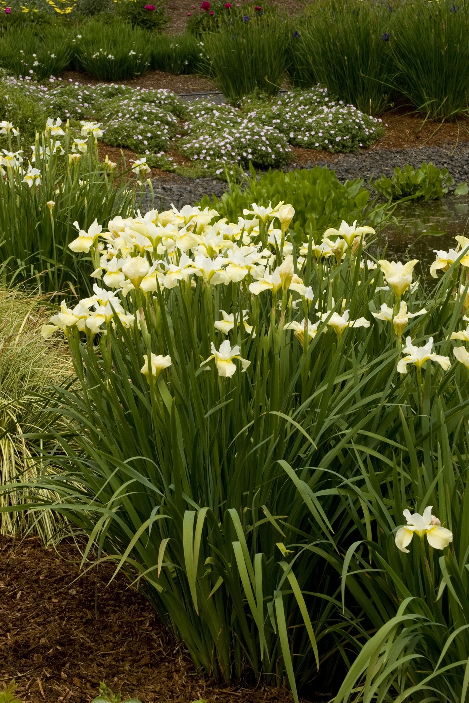 Butter & Sugar Siberian Iris 3 Butter & Sugar Siberian Iris