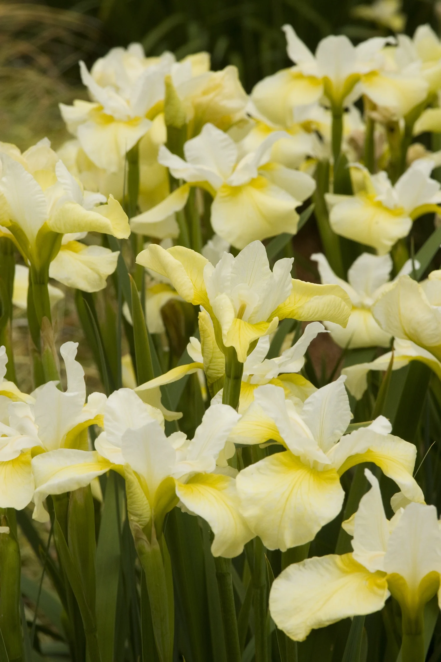 Butter & Sugar Siberian Iris 4 Butter & Sugar Siberian Iris
