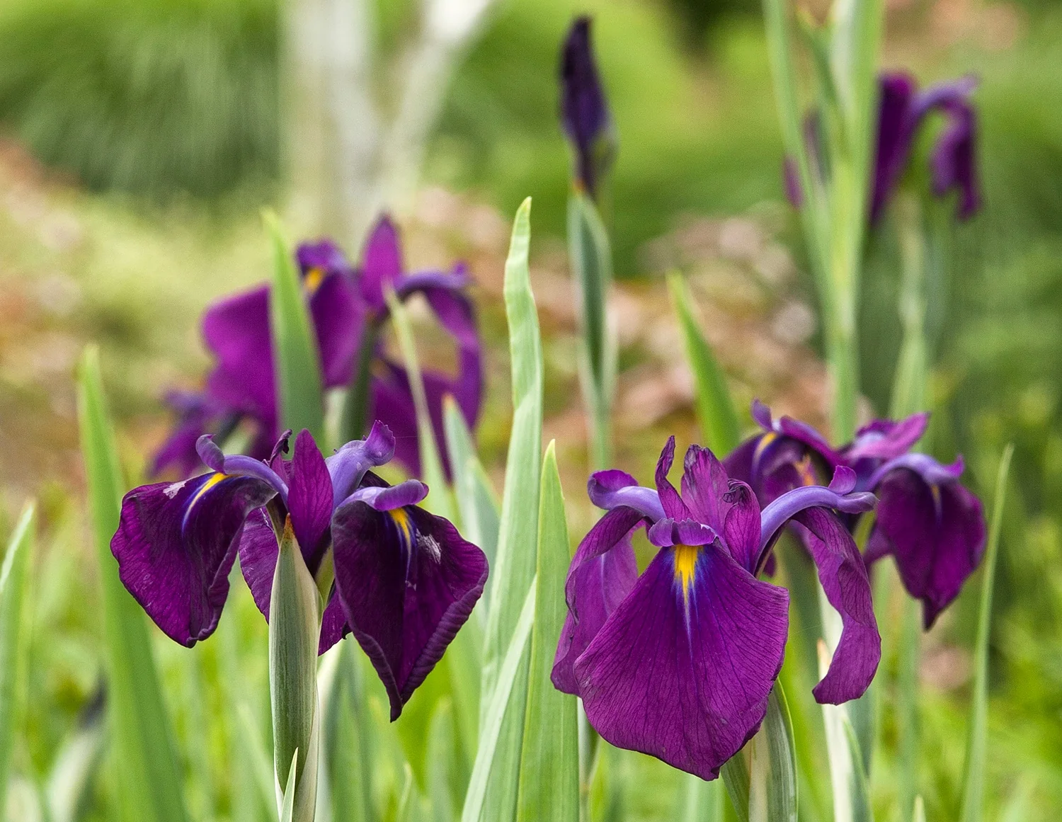 Variegated Japanese Water Iris 8 Variegated Japanese Water Iris