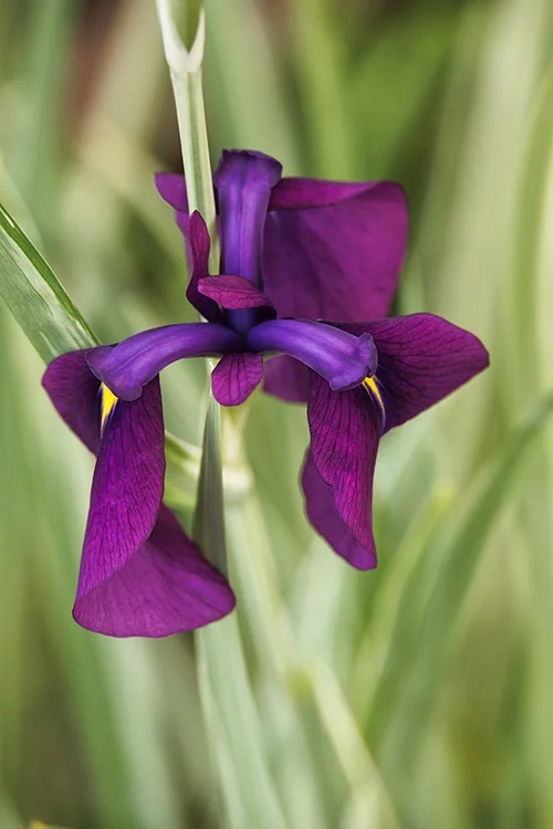 Variegated Japanese Water Iris 3 Variegated Japanese Water Iris