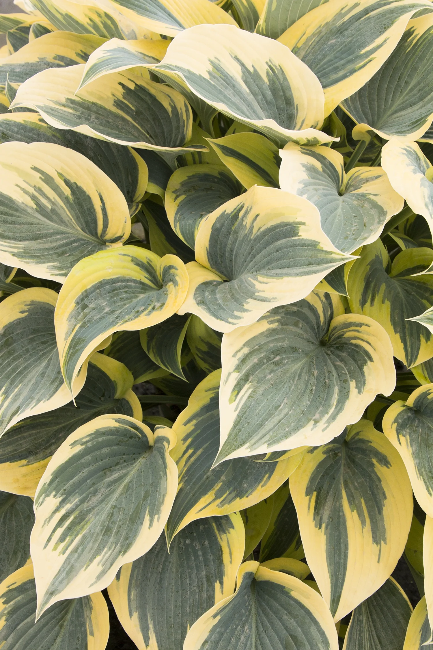 First Frost Hosta 1 First Frost Hosta