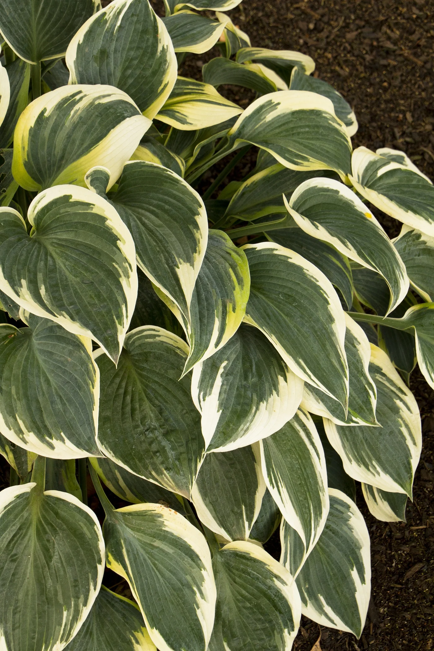 First Frost Hosta 2 First Frost Hosta