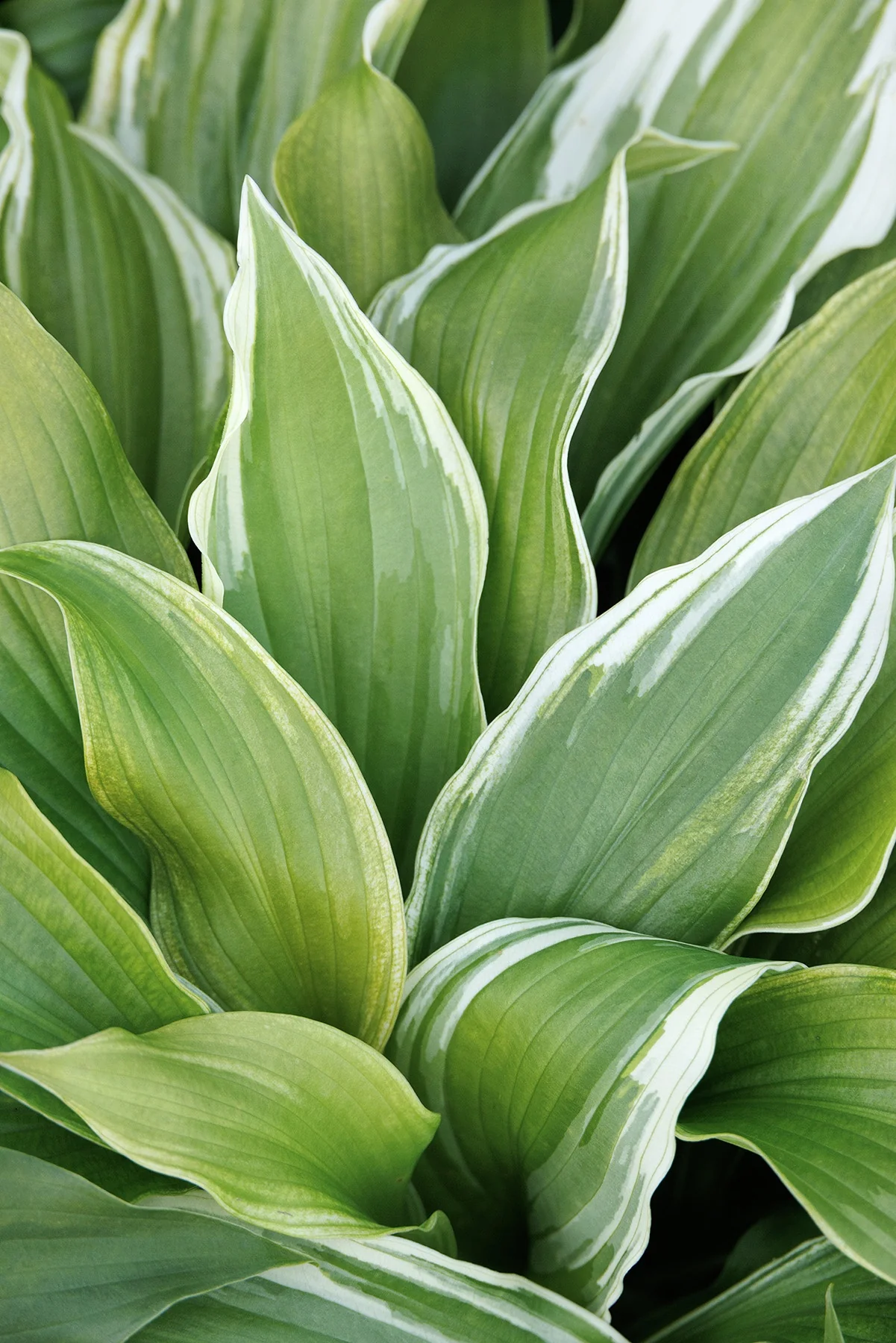 Golden Tiara Hosta