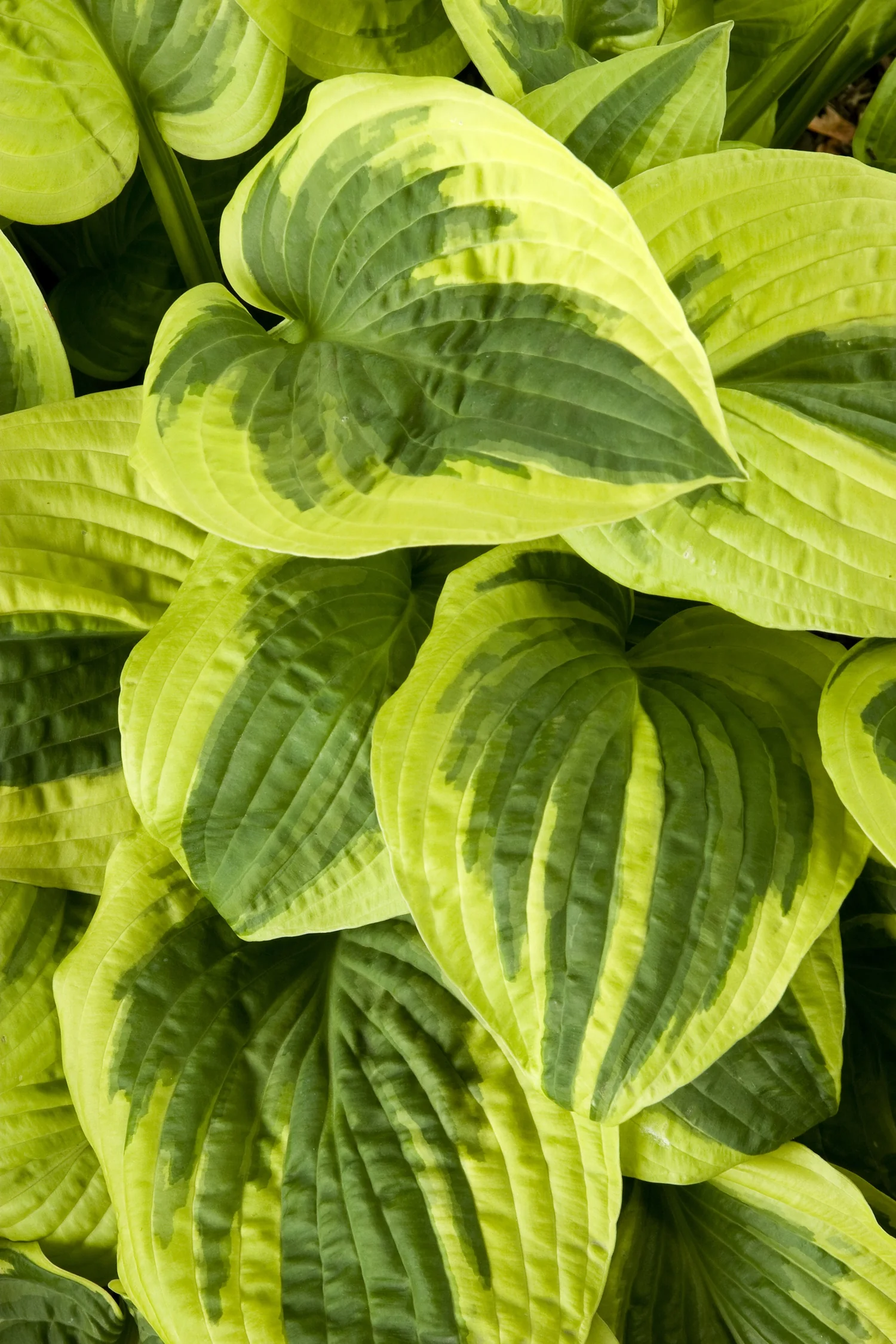 Wide Brim Hosta 1 Wide Brim Hosta
