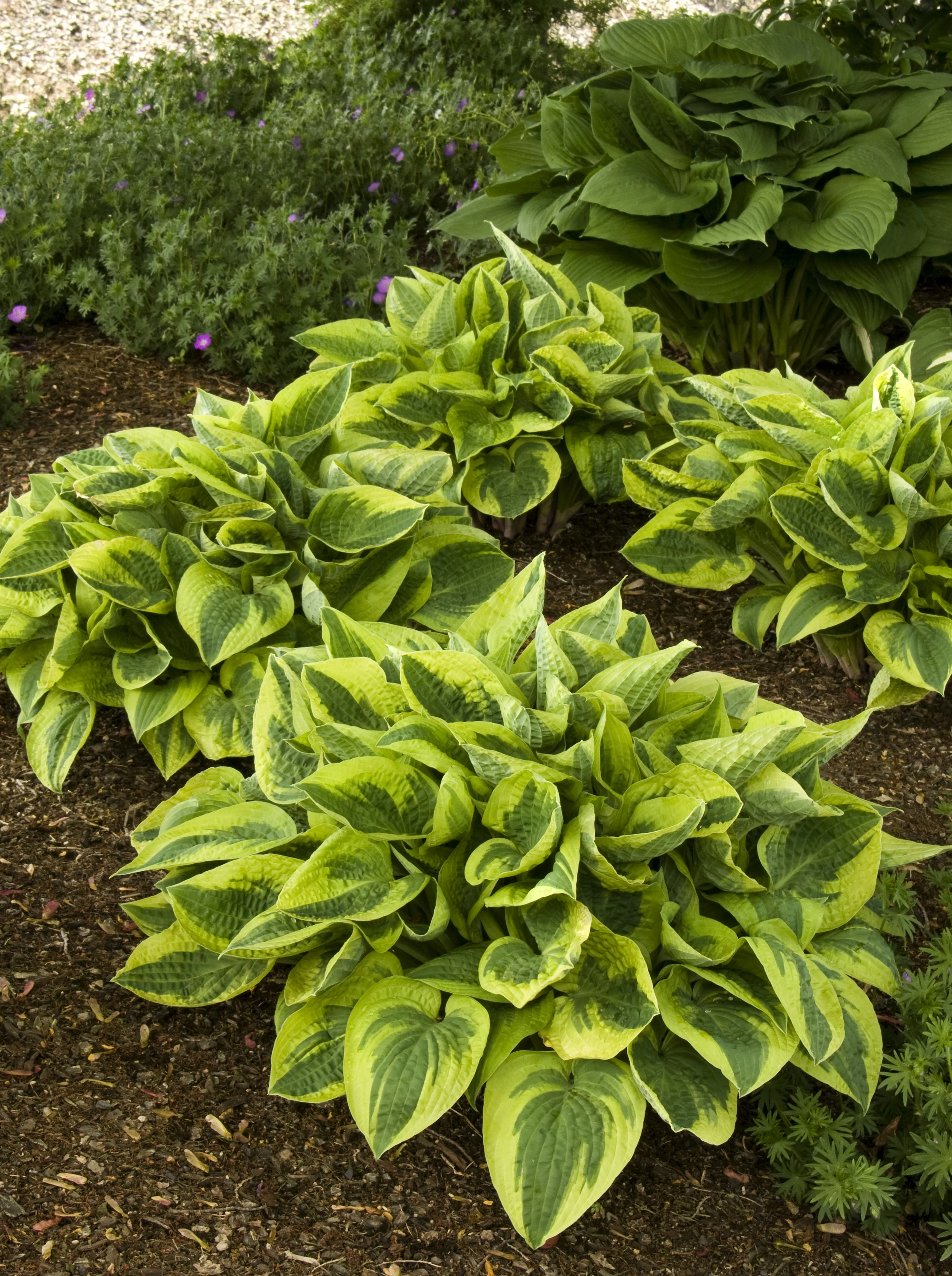 Wide Brim Hosta 2 Wide Brim Hosta