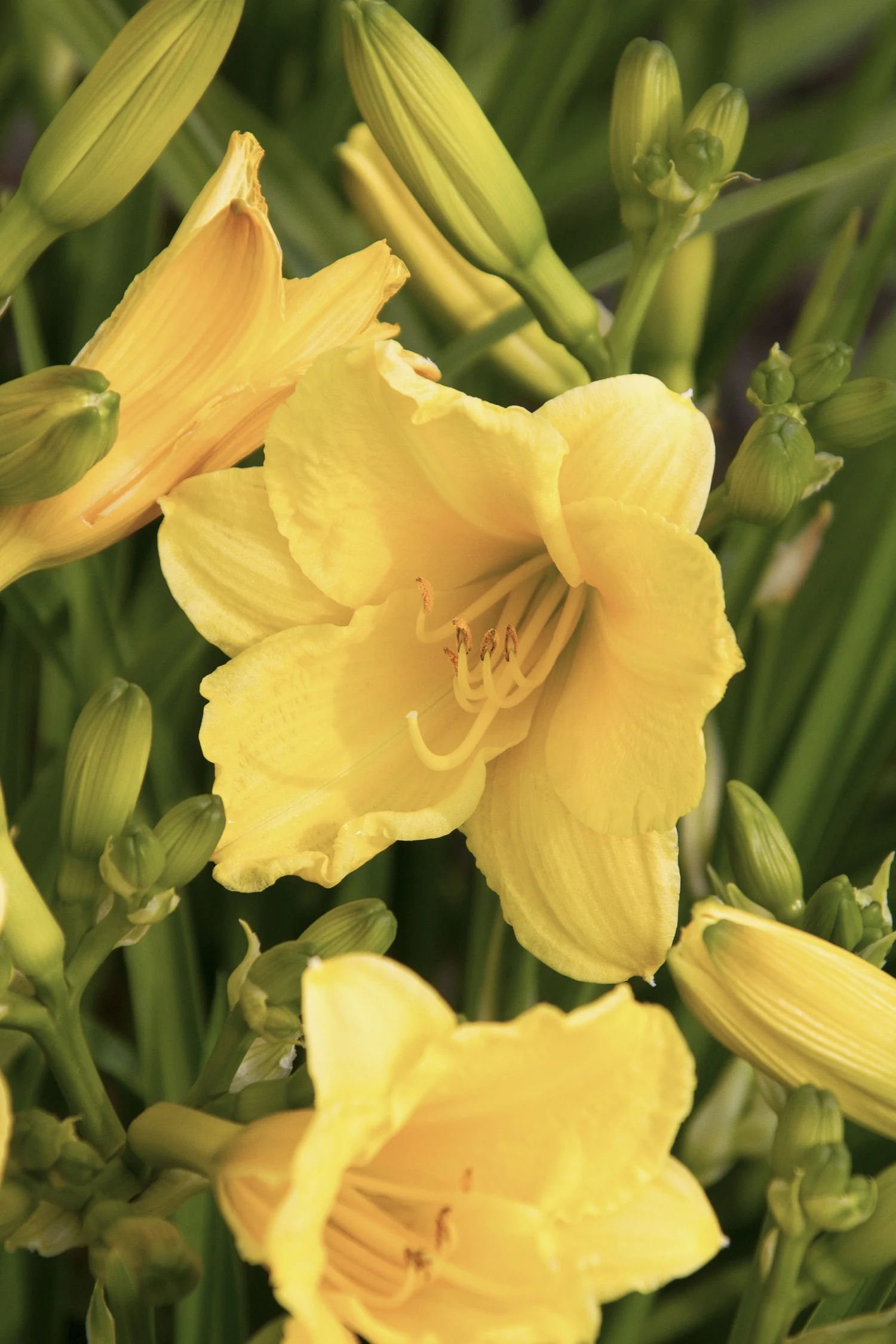 Happy Returns Dwarf Daylily