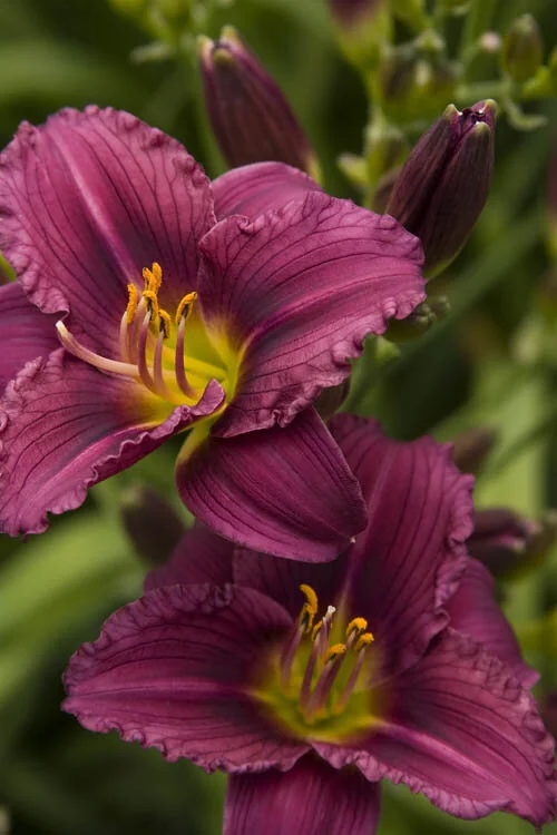 Little Grapette Dwarf Daylily 4 Little Grapette Dwarf Daylily
