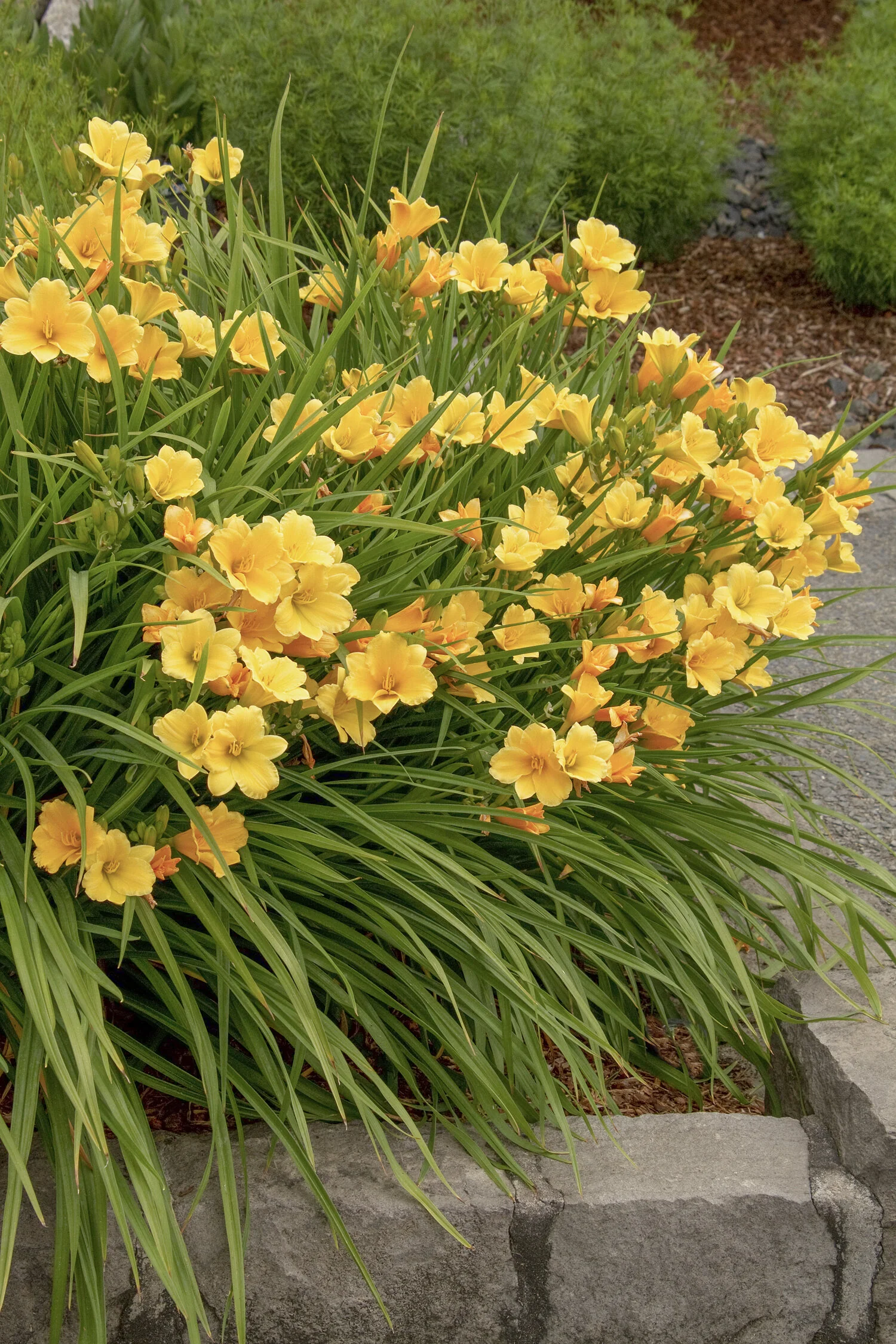 Stella De Oro Dwarf Daylily 1 Stella De Oro Dwarf Daylily