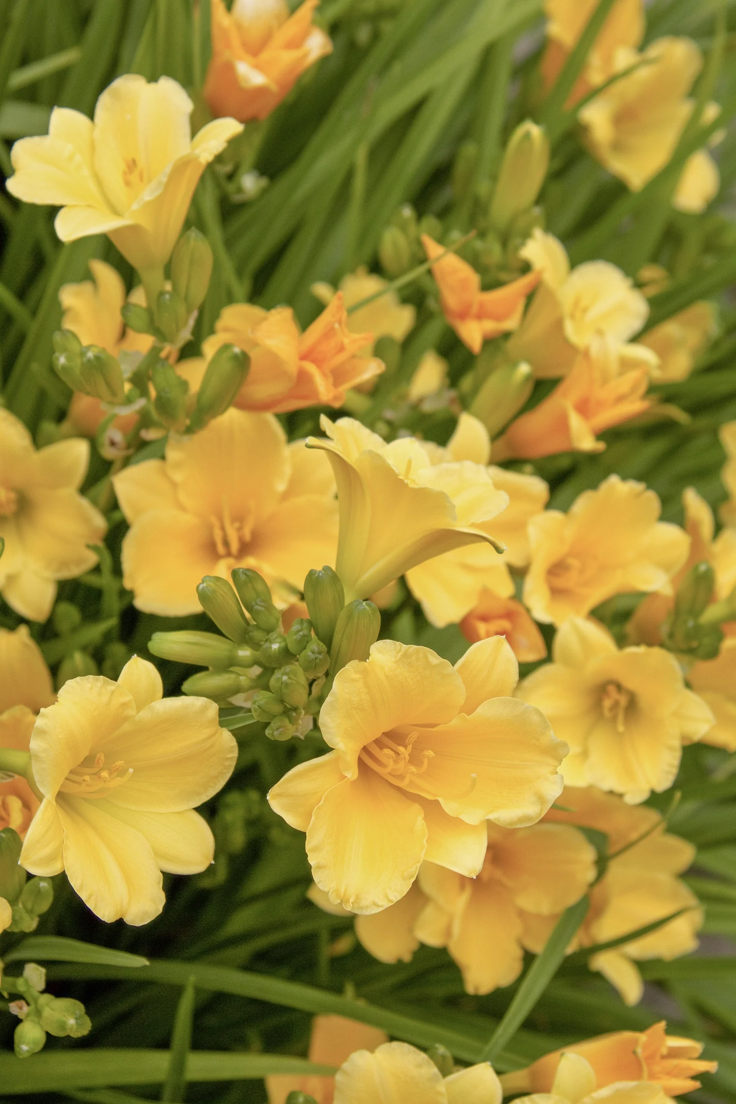 Stella De Oro Dwarf Daylily 3 Stella De Oro Dwarf Daylily