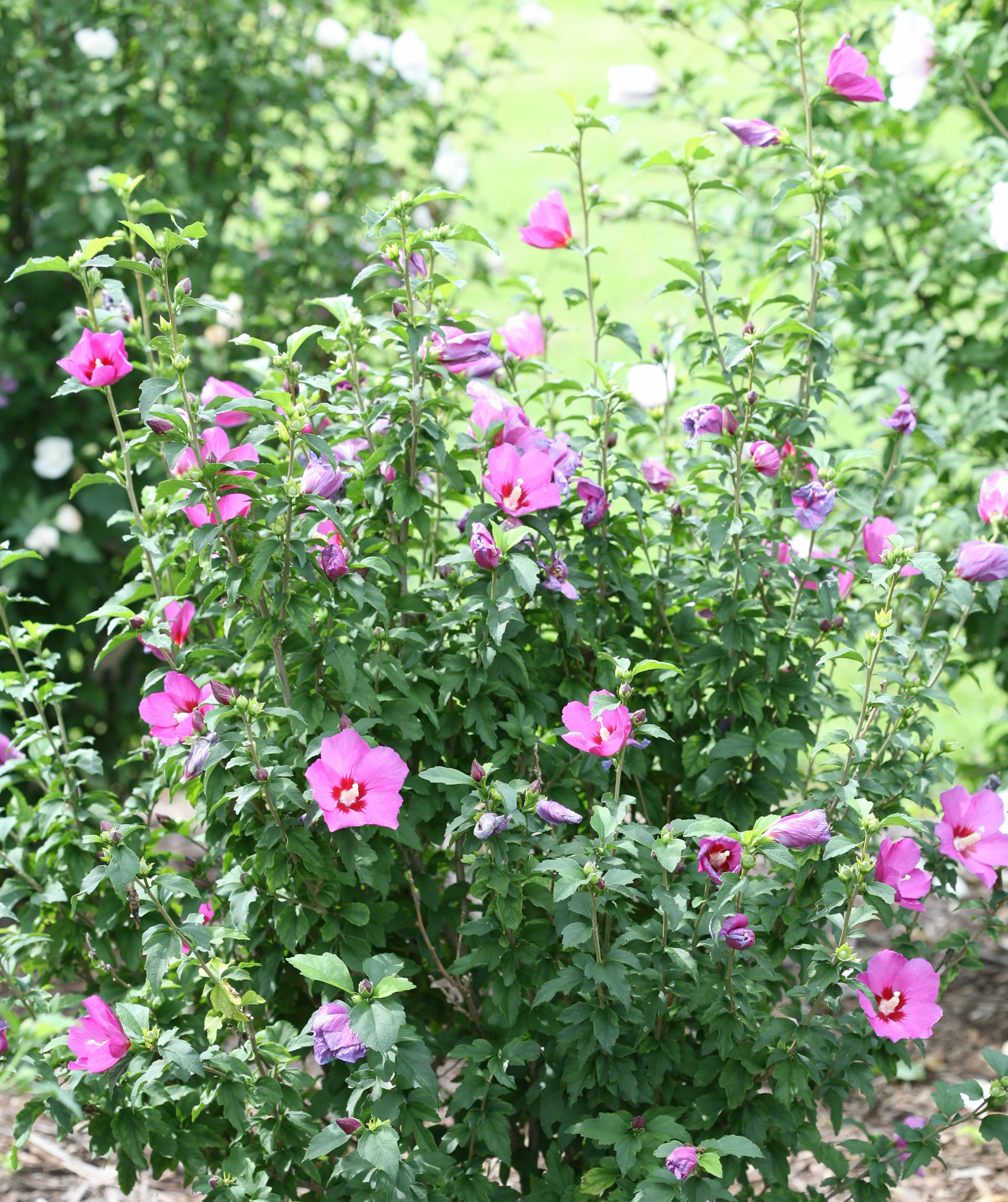 Lil' Kim® Violet Rose of Sharon 7 Lil' Kim® Violet Rose of Sharon
