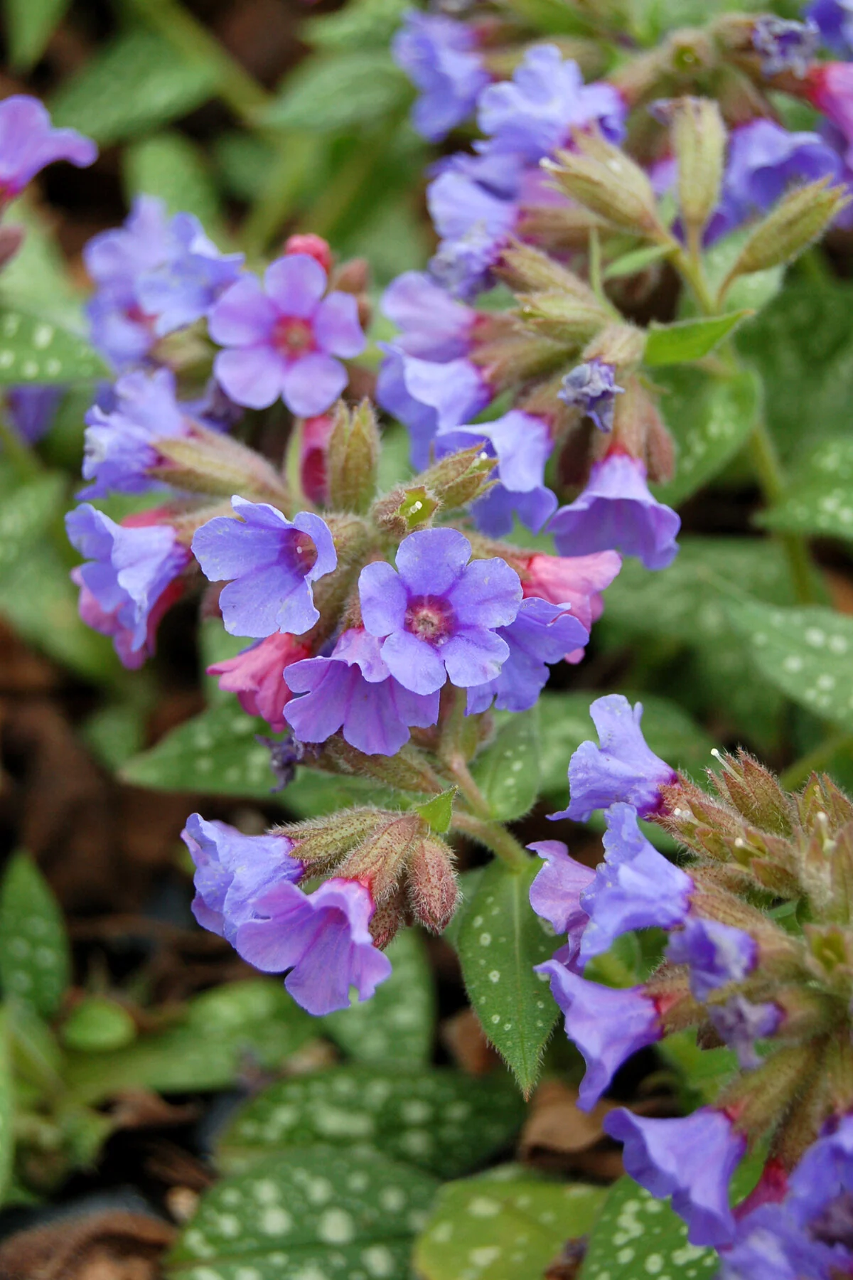 Trevi Fountain Lungwort